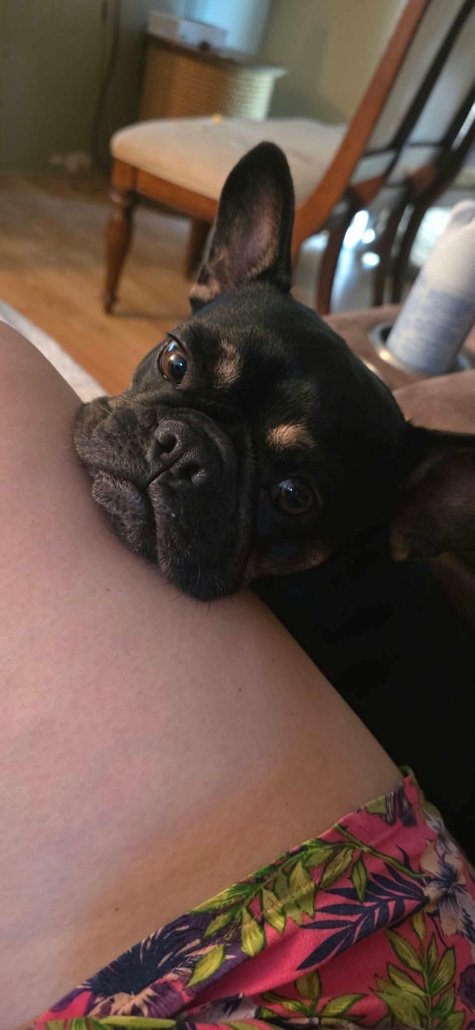 Enlarge Hazel, a Adoptable French Bulldog in Panama City, FL image 1/2