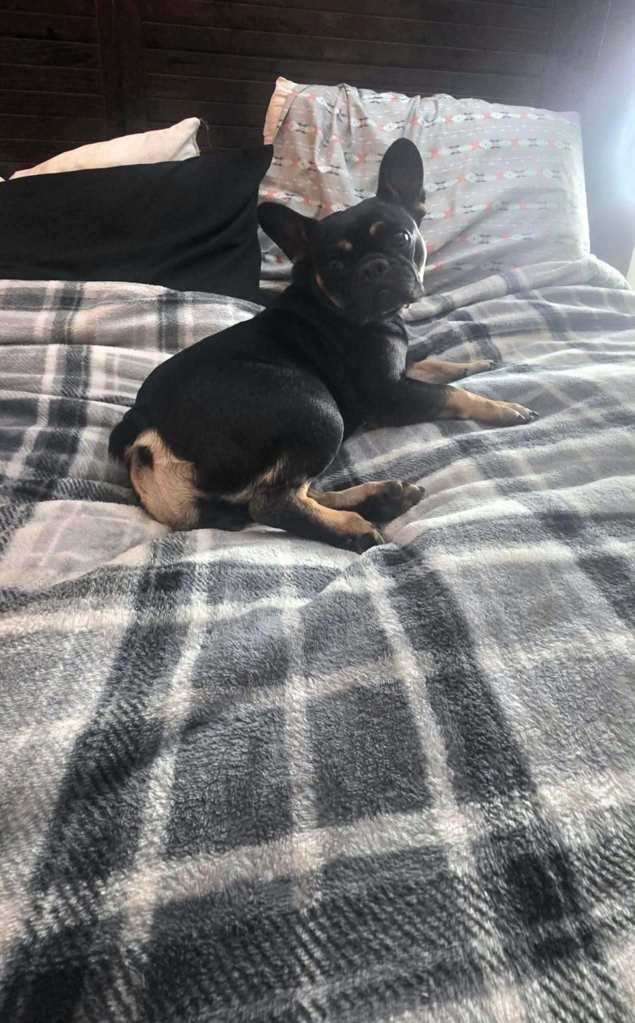 Enlarge Hazel, a Adoptable French Bulldog in Panama City, FL image 2/2