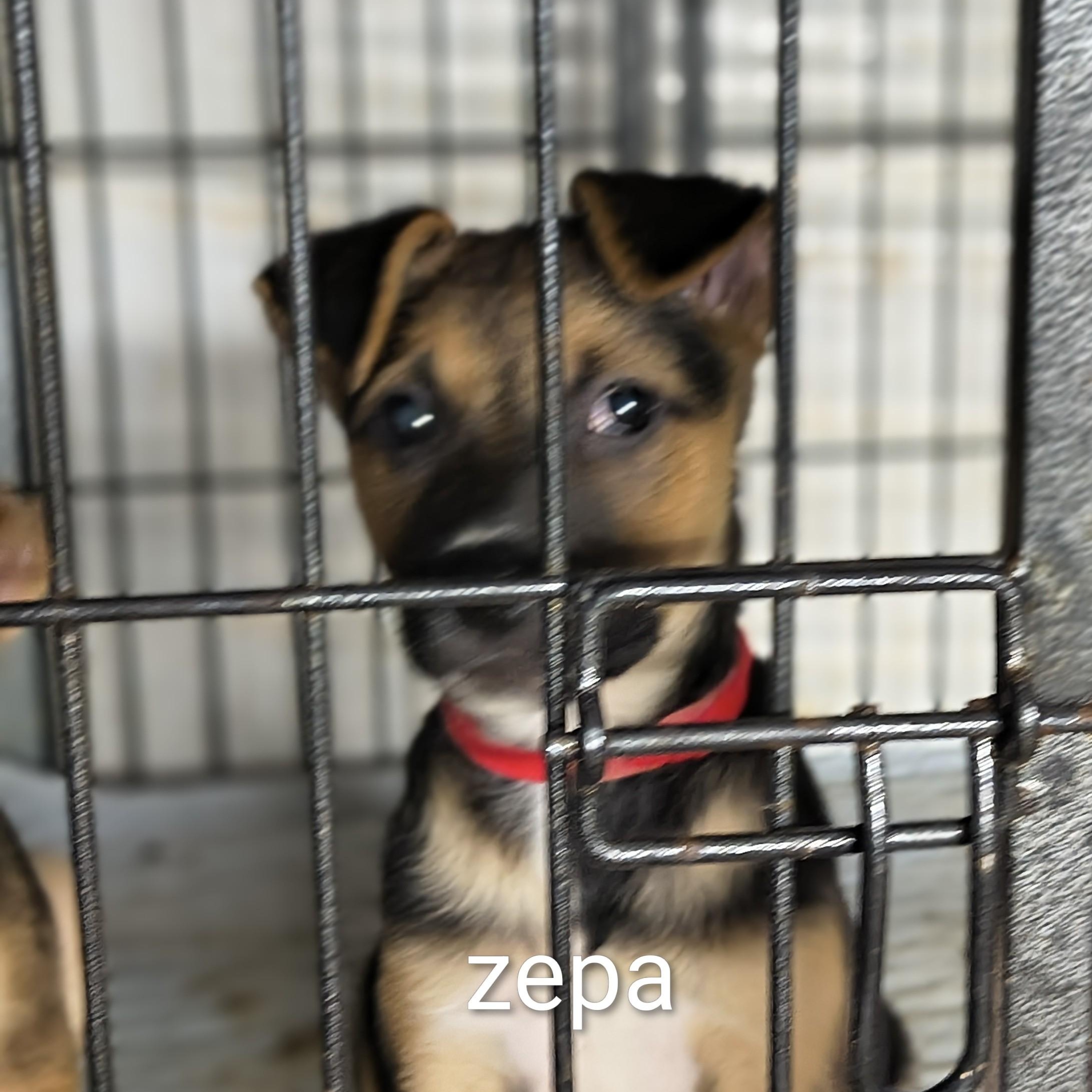 Zepa, Adopted, Puppy Male Rhodesian Ridgeback & Black Mouth Cur.