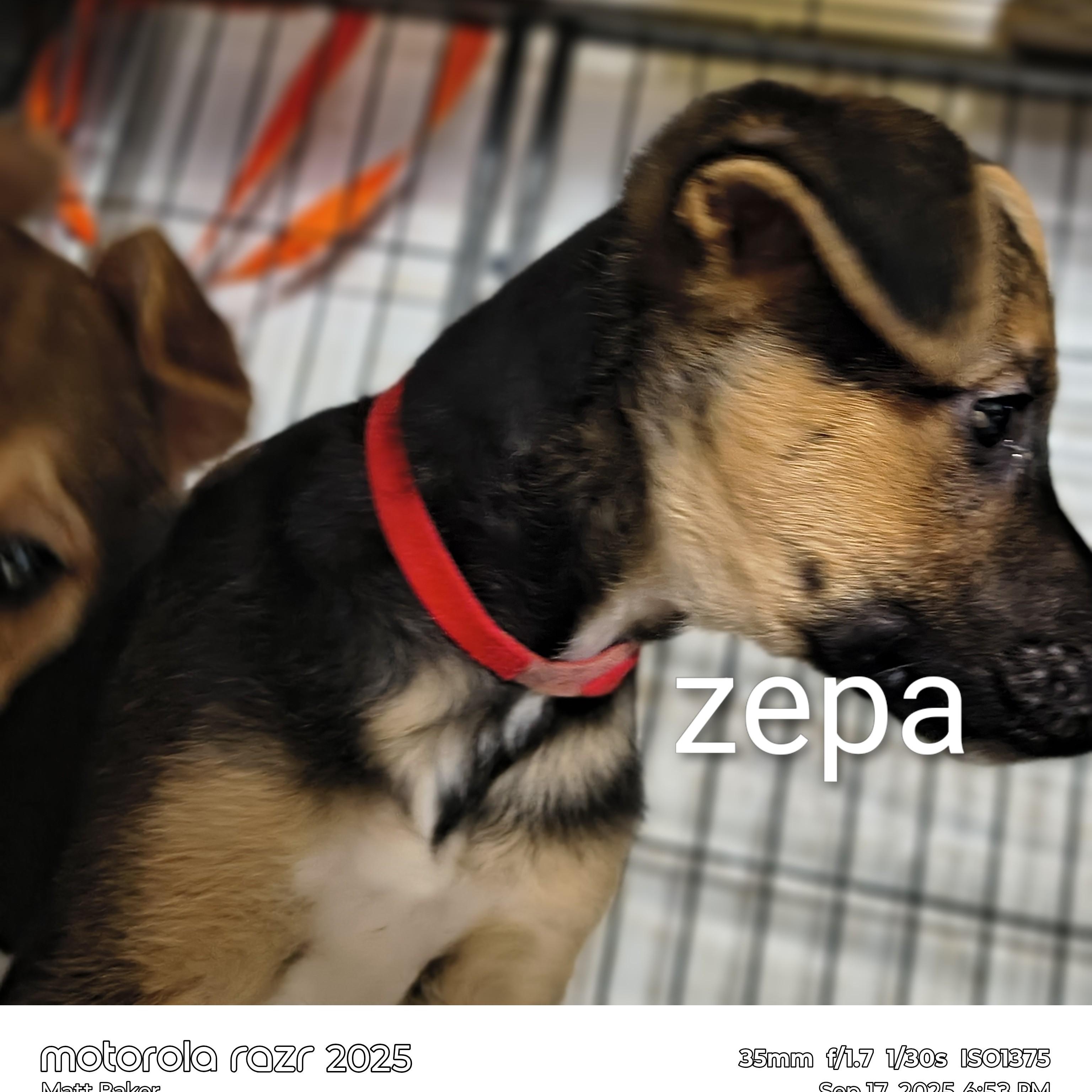 Zepa, a Adopted mixed breed in Edgewood, MD image 2/2