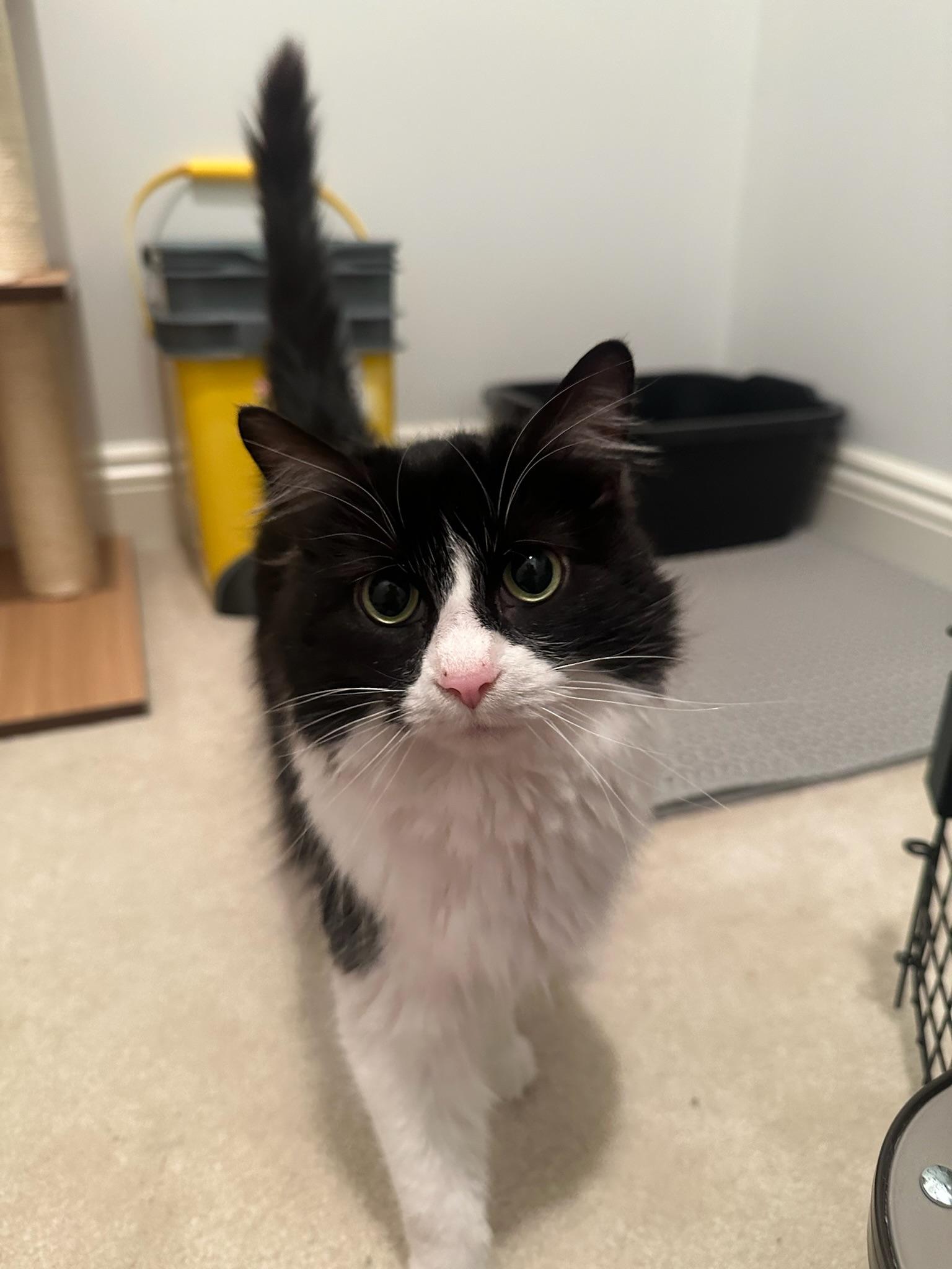 Enlarge Soppy Muppet, a Adoptable Domestic Medium Hair in Hartville, OH image 4/5