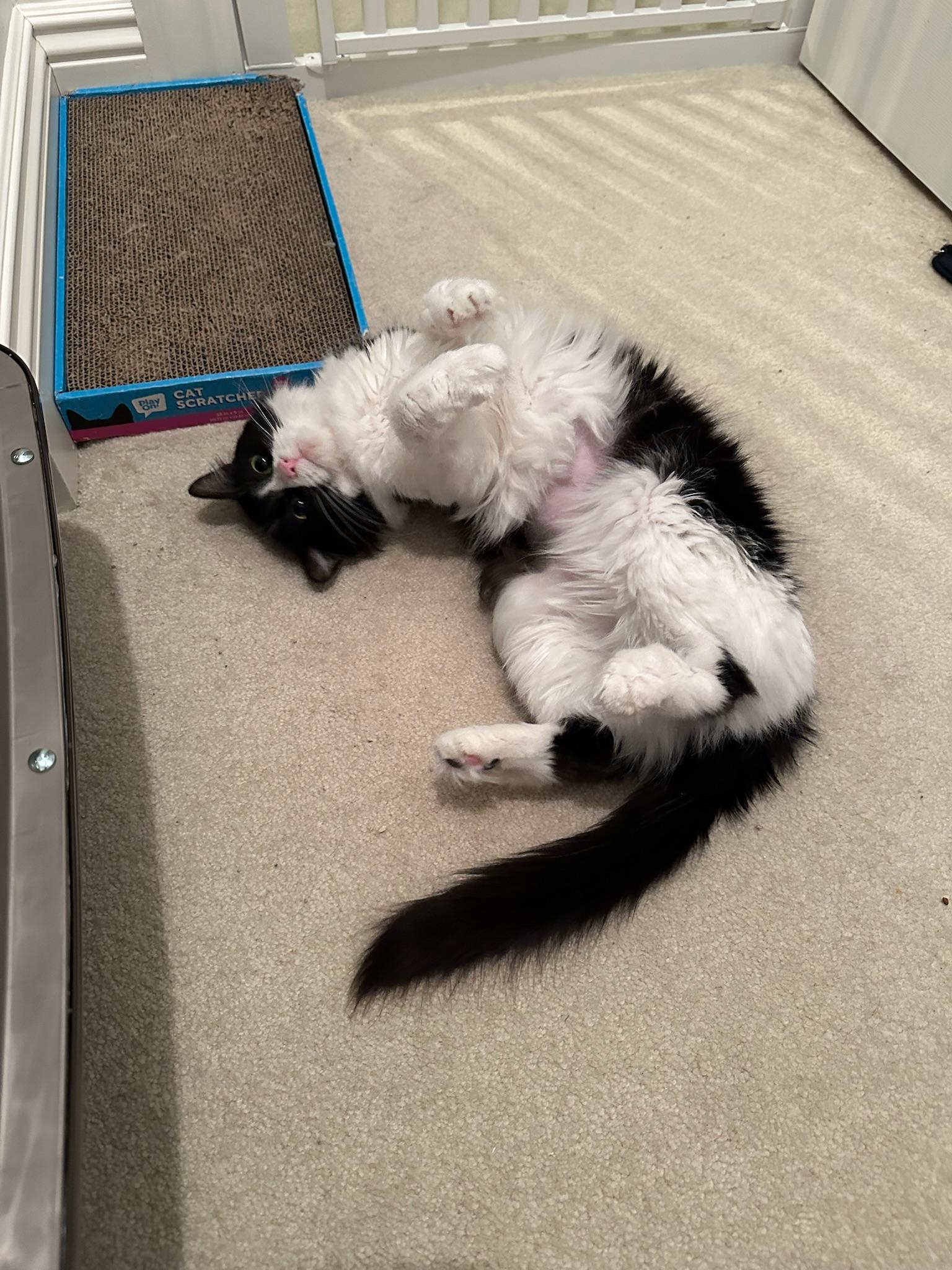Soppy Muppet, Adoptable, Young Female Domestic Medium Hair.