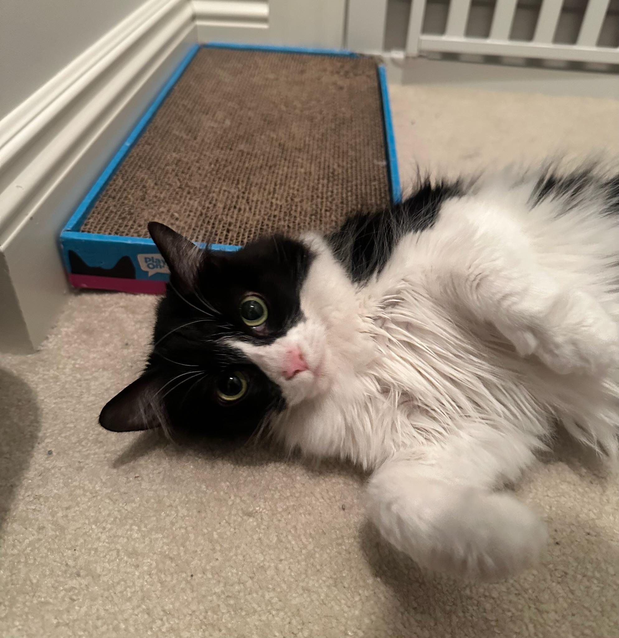 Enlarge Soppy Muppet, a Adoptable Domestic Medium Hair in Hartville, OH image 5/5