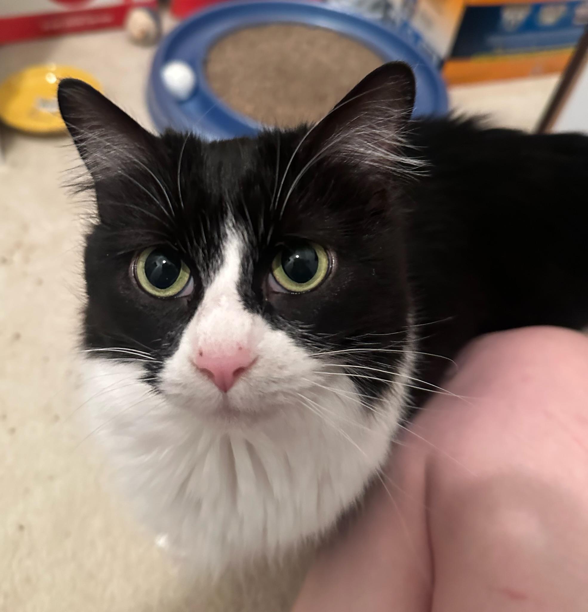 Enlarge Soppy Muppet, a Adoptable Domestic Medium Hair in Hartville, OH image 3/5