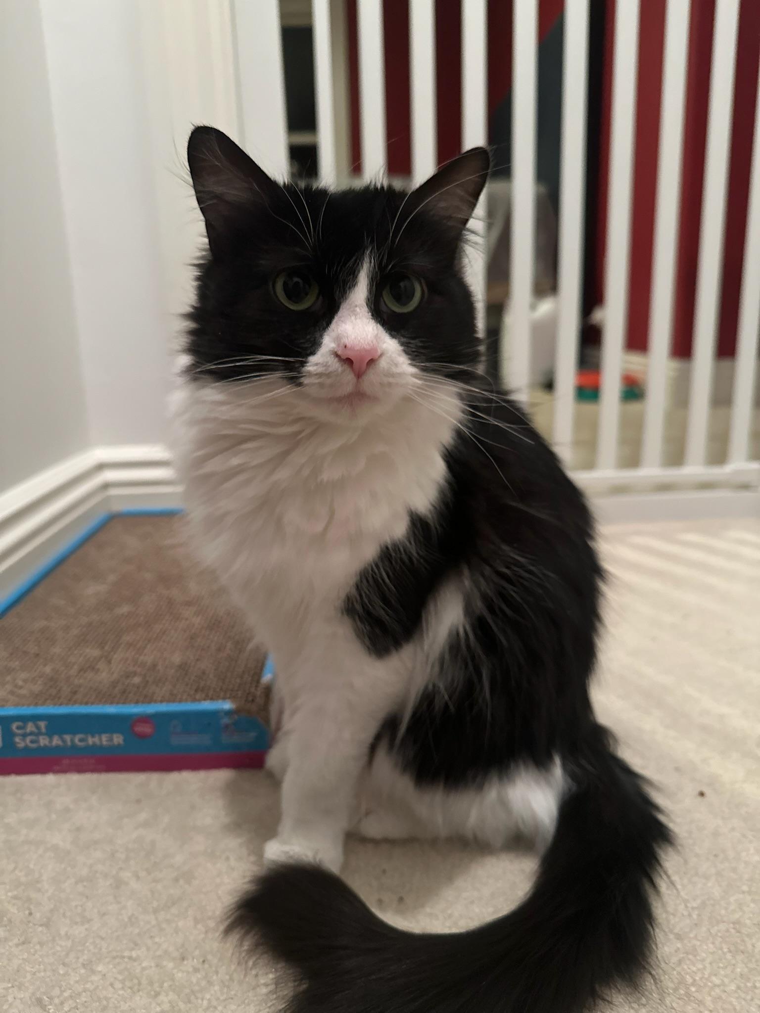 Enlarge Soppy Muppet, a Adoptable Domestic Medium Hair in Hartville, OH image 2/5