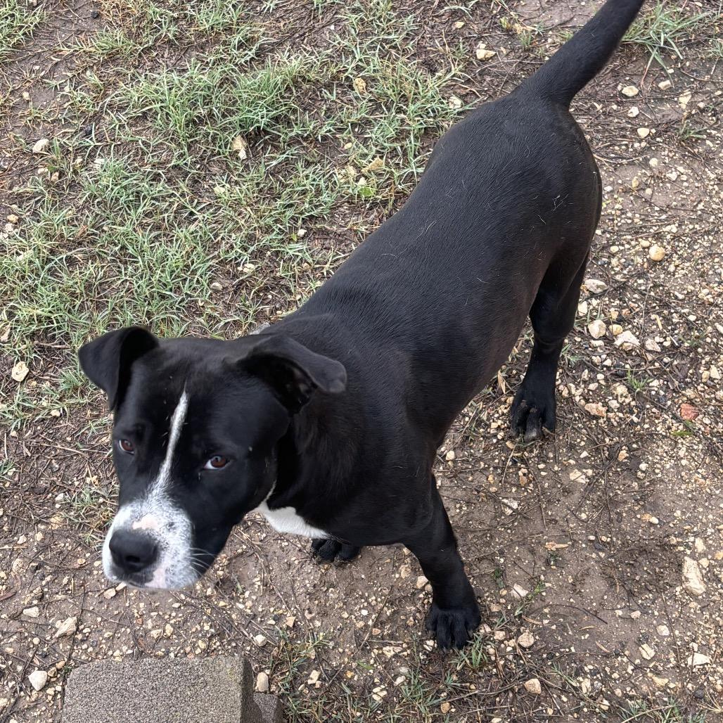Luna(+), Adoptable, Adult Female Pit Bull Terrier.