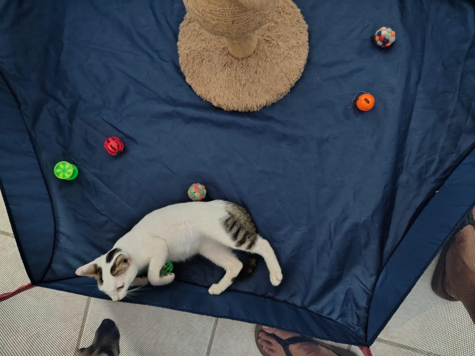 Enlarge Carlitos, a ADOPTABLE Domestic Short Hair in Franklin, MA image 2/4