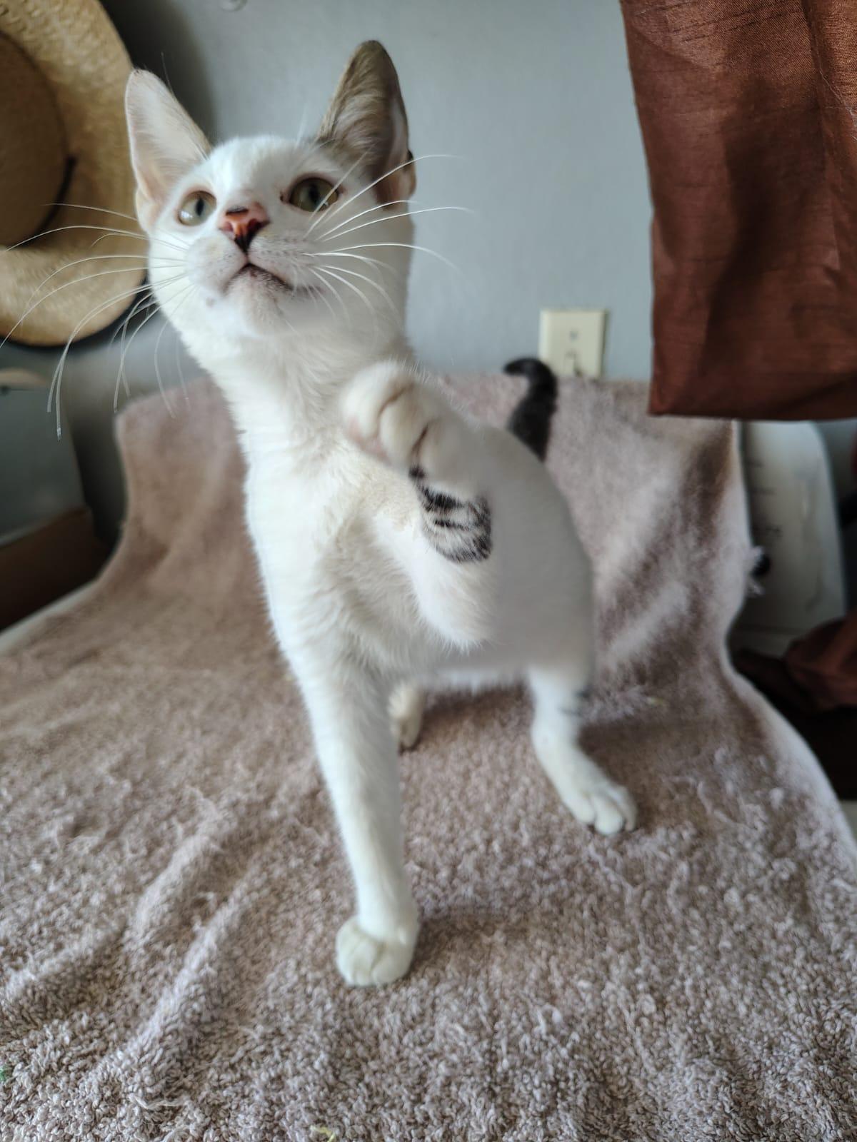 Enlarge Carlitos, a ADOPTABLE Domestic Short Hair in Franklin, MA image 4/4