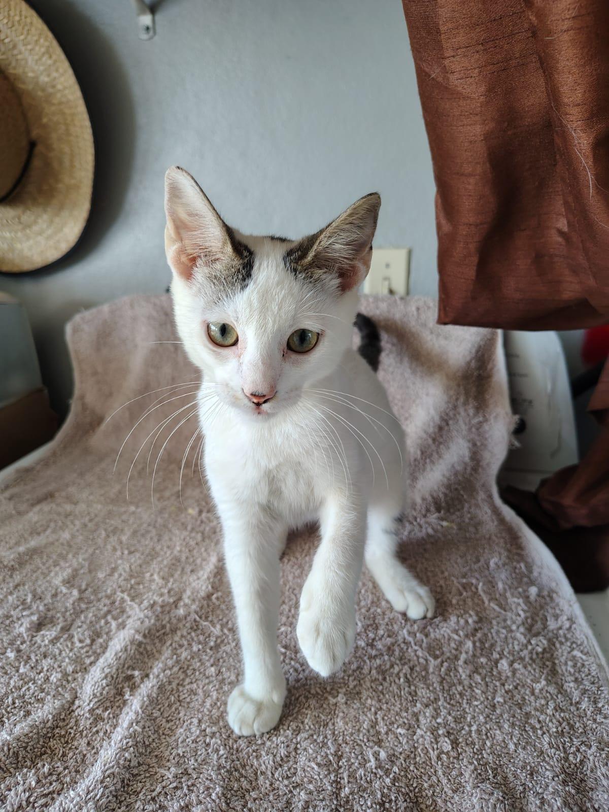Enlarge Carlitos, a ADOPTABLE Domestic Short Hair in Franklin, MA image 3/4