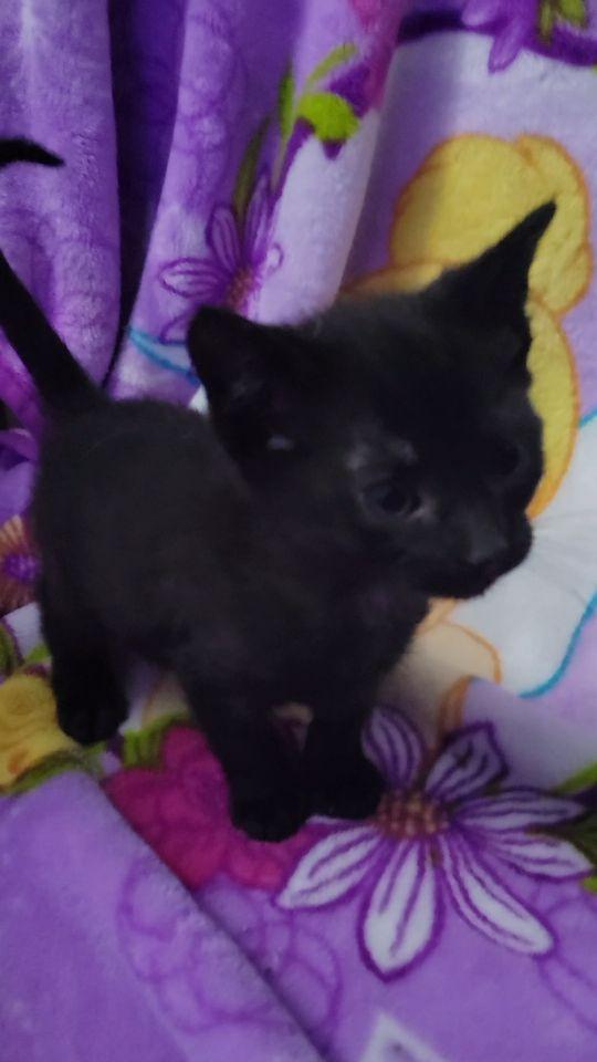 Onyx