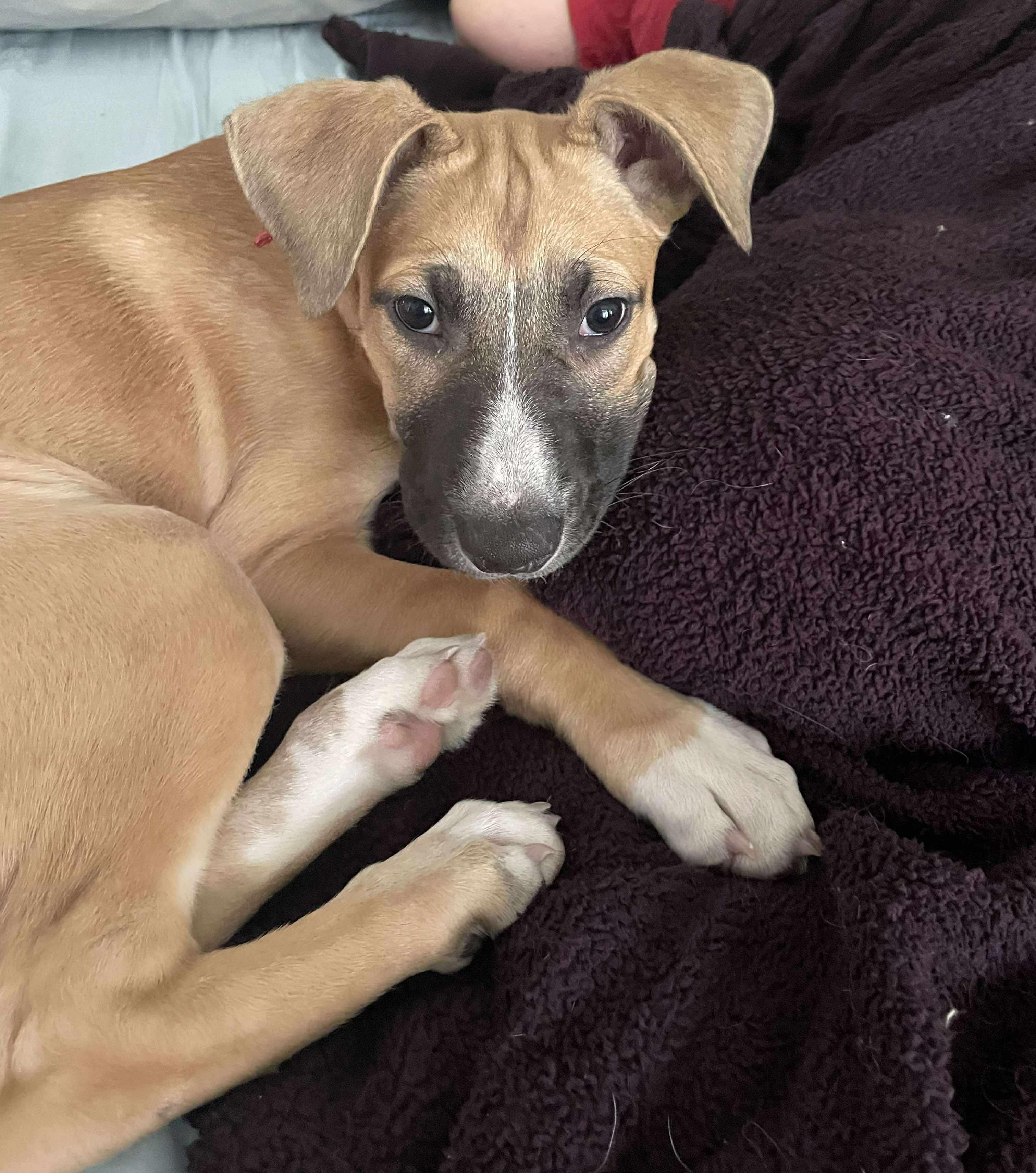 Enlarge Mira, a Adoptable mixed breed image 2/5