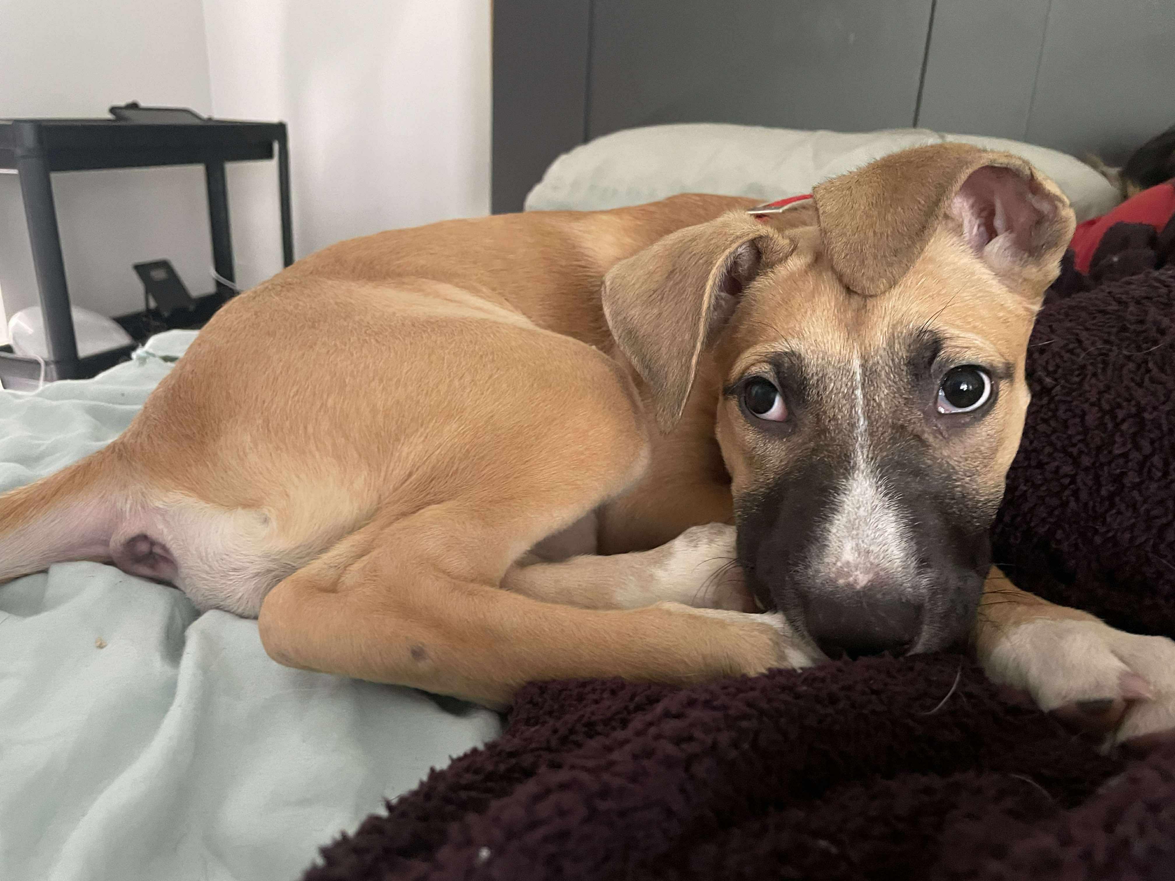 Enlarge Mira, a Adoptable mixed breed image 3/5