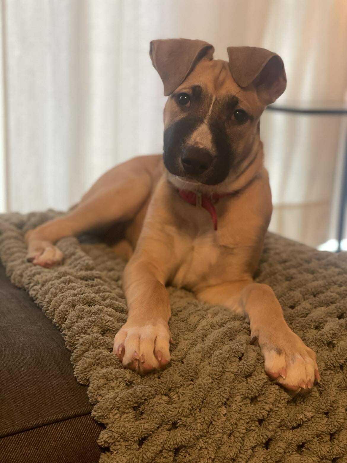 Enlarge Mira, a Adoptable mixed breed image 4/5