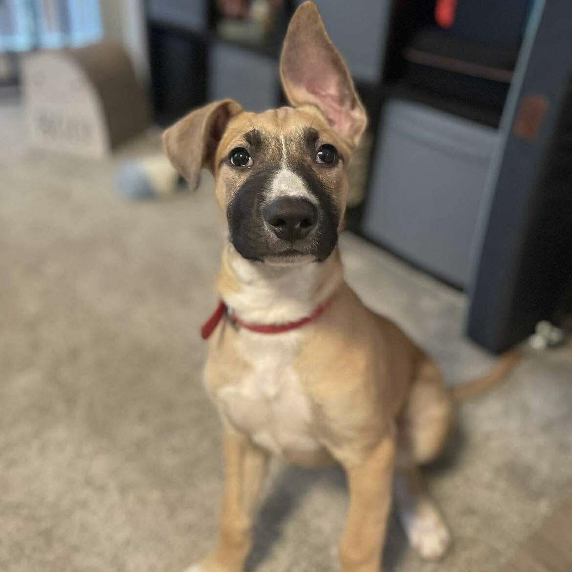 Enlarge Mira, a Adoptable mixed breed image 1/5