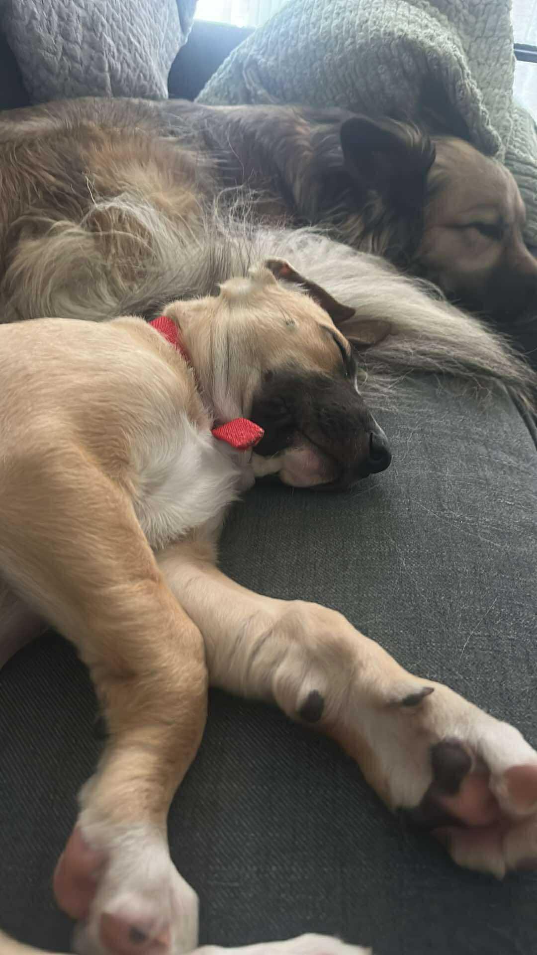 Enlarge Mira, a Adoptable mixed breed image 5/5