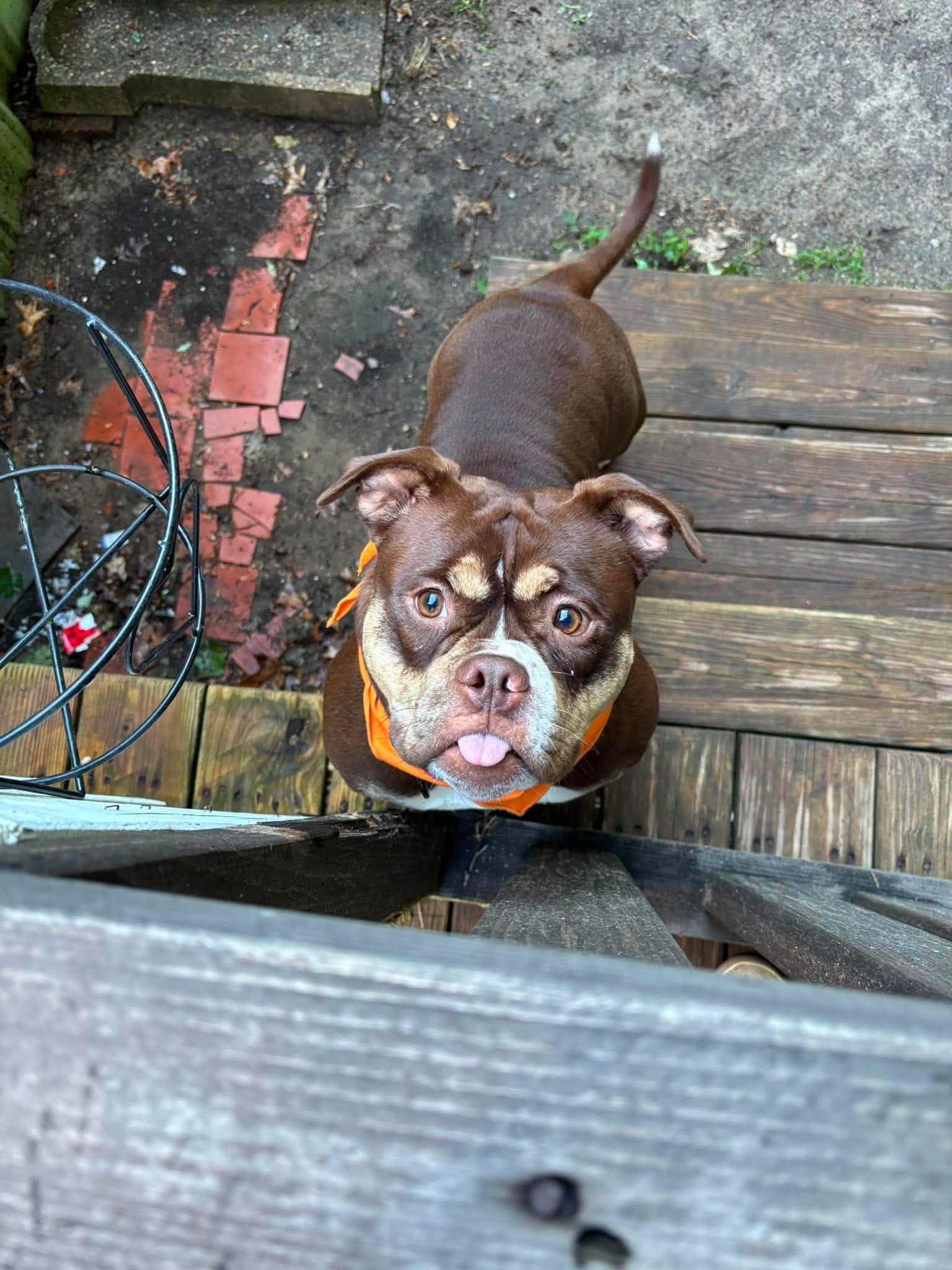 Enlarge Millie, a Adoptable mixed breed in Portland, ME image 2/6