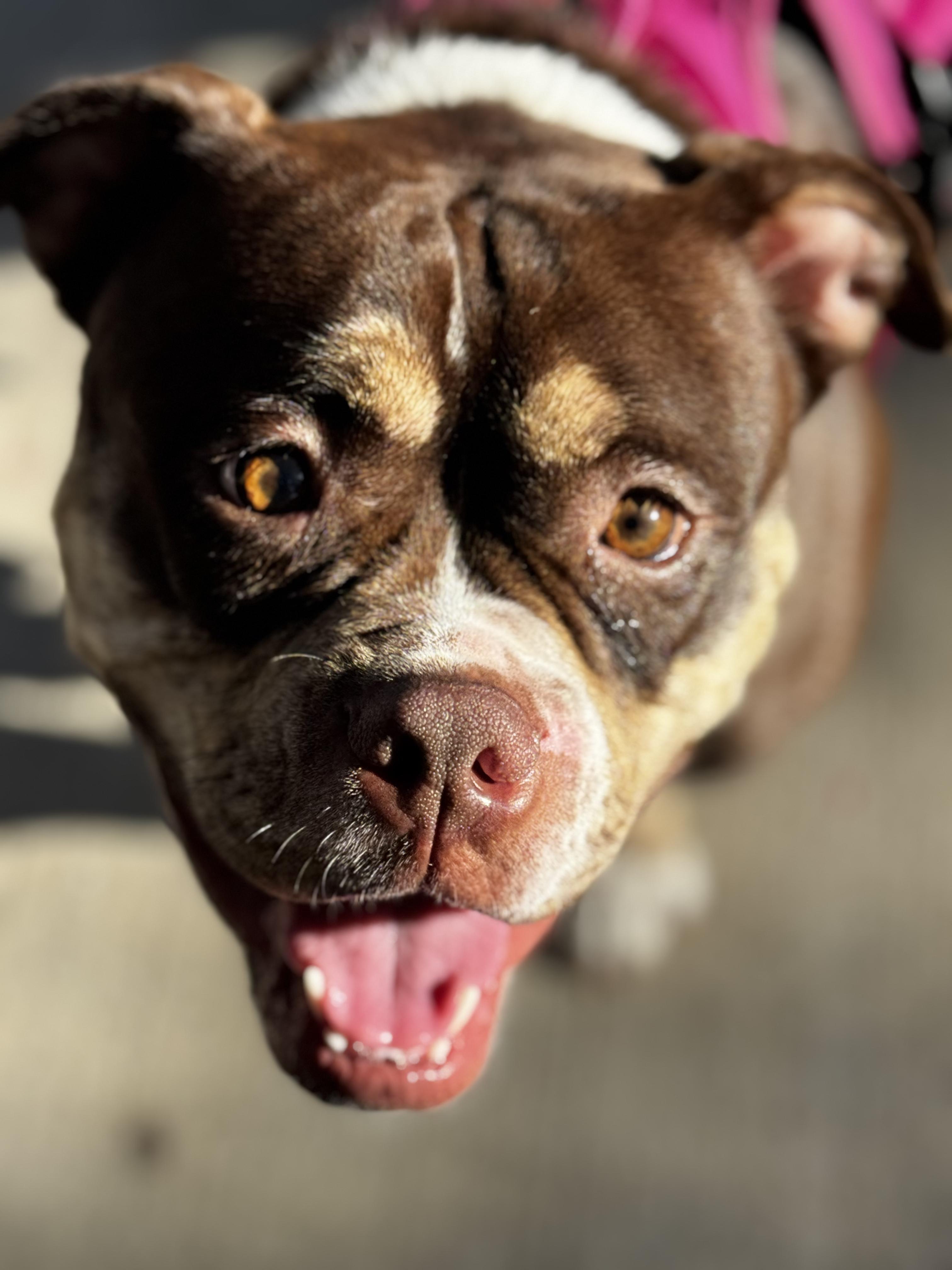 Enlarge Millie, a Adoptable mixed breed in Portland, ME image 4/6
