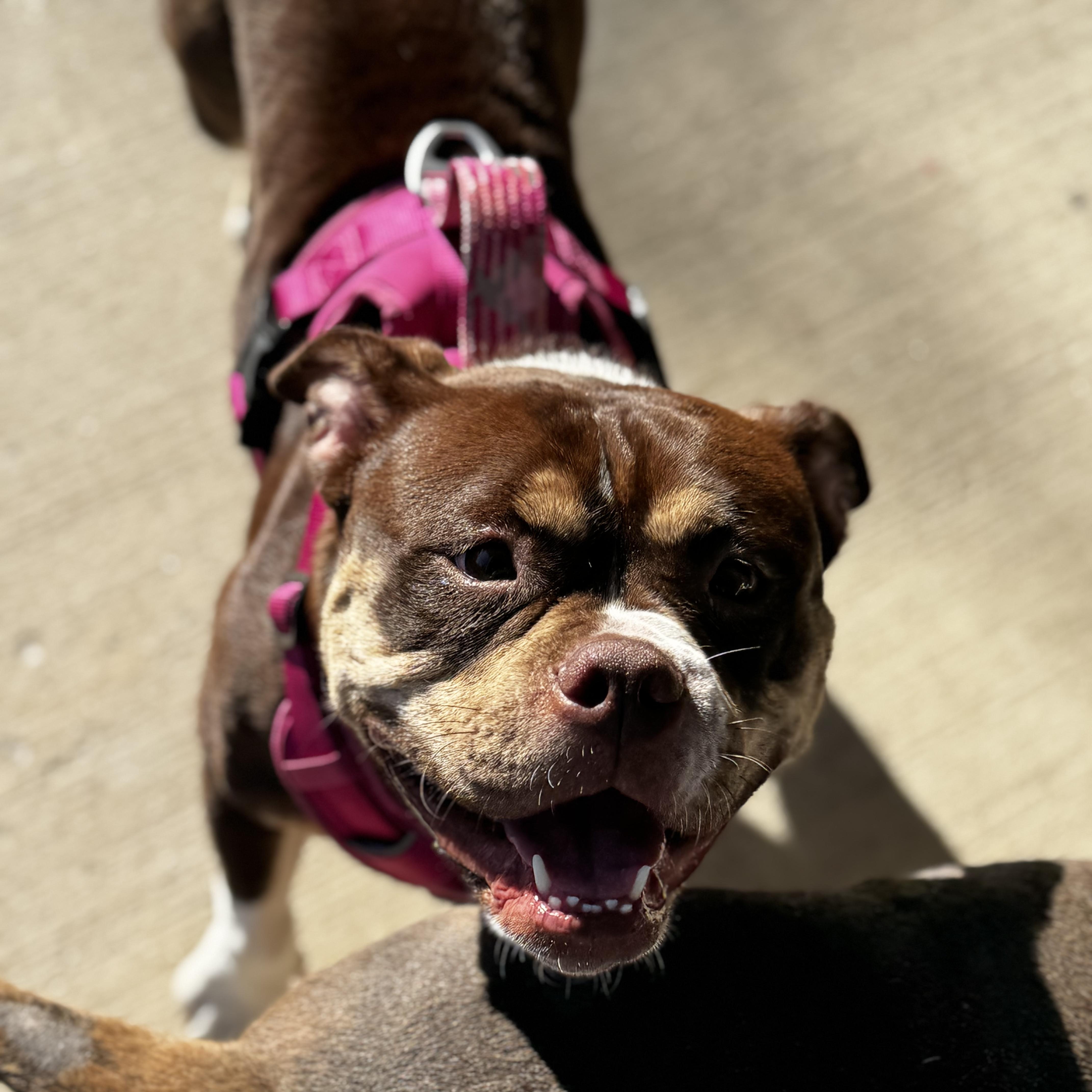 Enlarge Millie, a Adoptable mixed breed in Portland, ME image 5/6