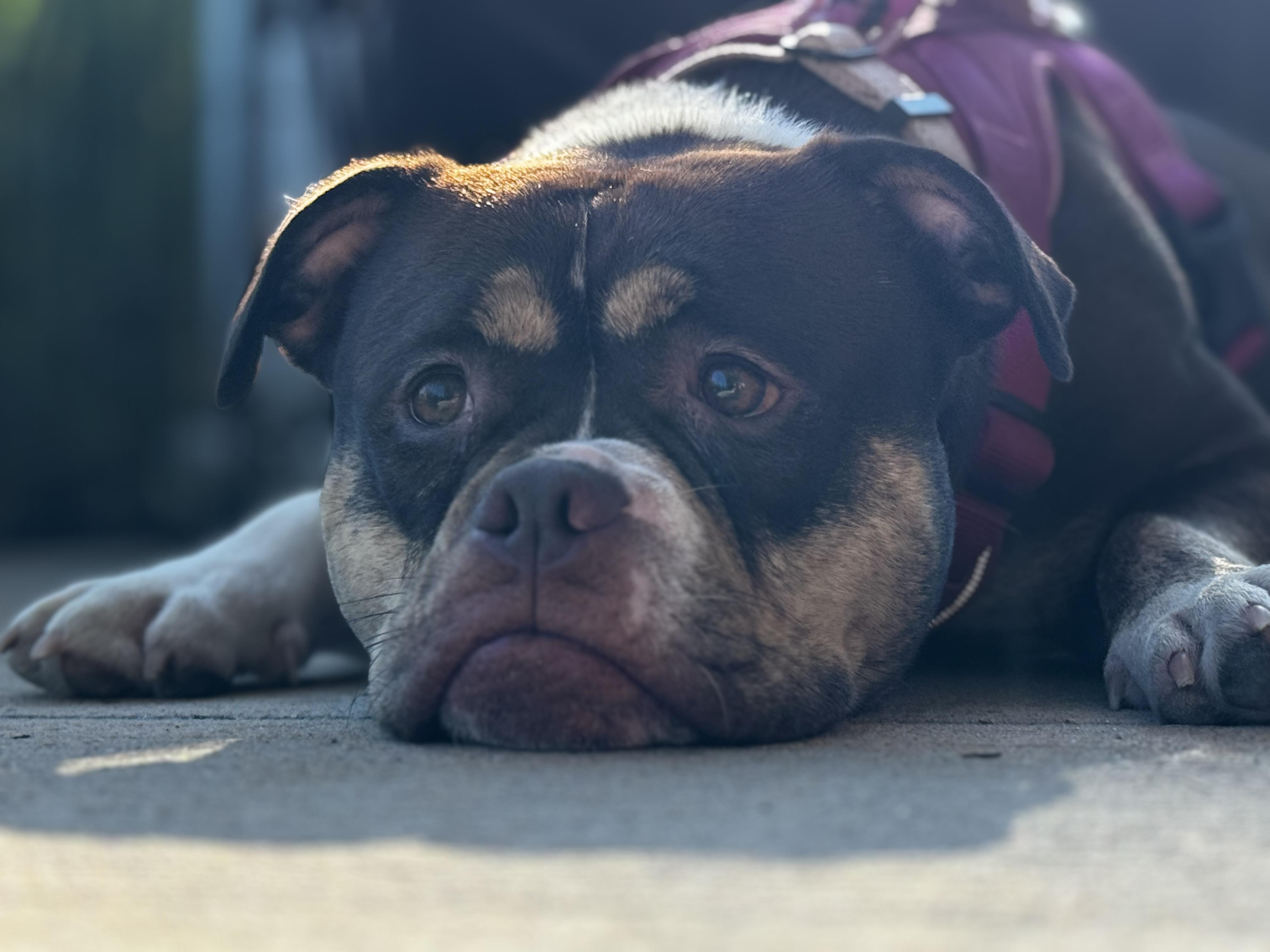 Millie, Adoptable, Adult Female Staffordshire Bull Terrier.