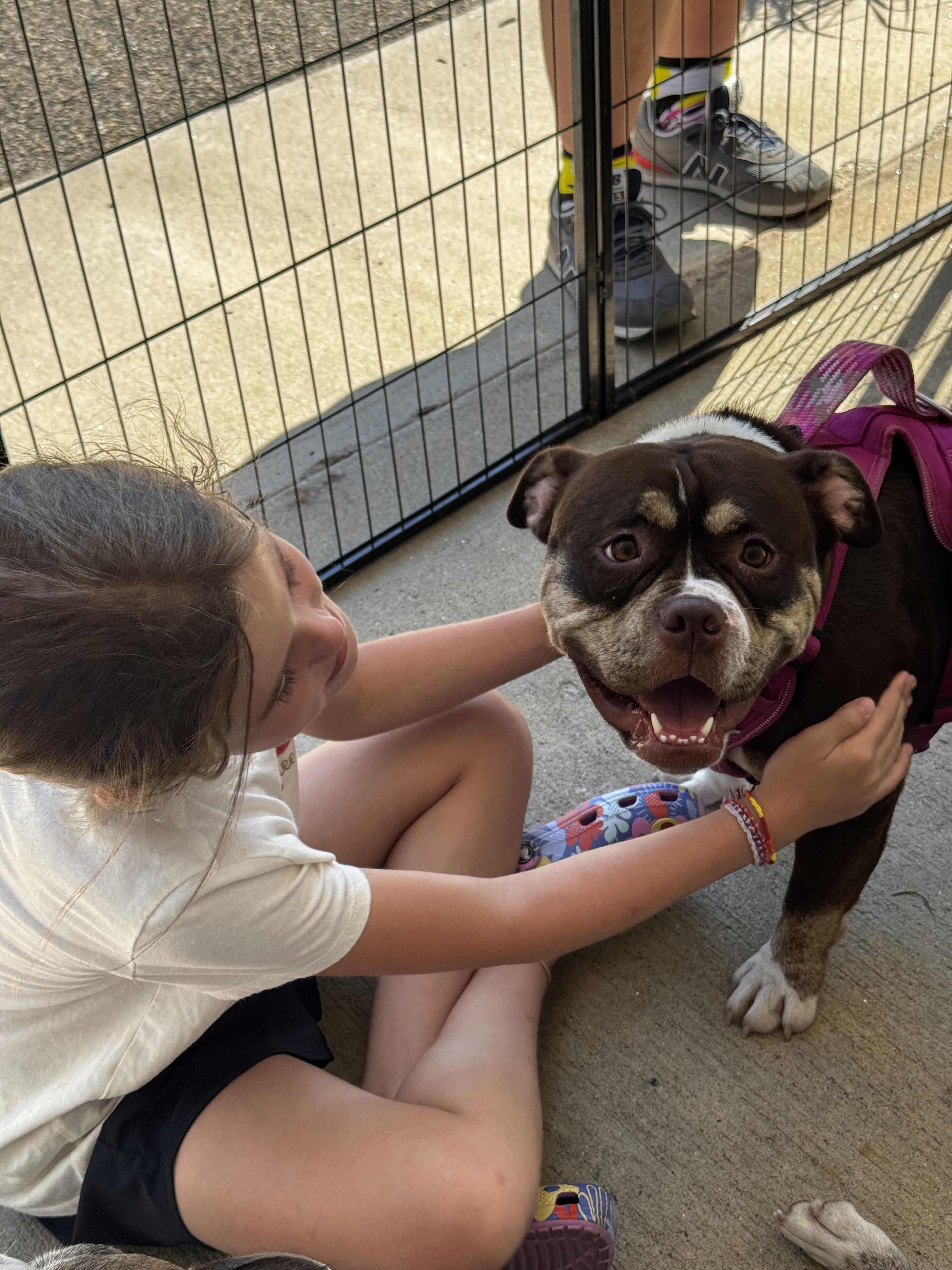 Enlarge Millie, a Adoptable mixed breed in Portland, ME image 3/6