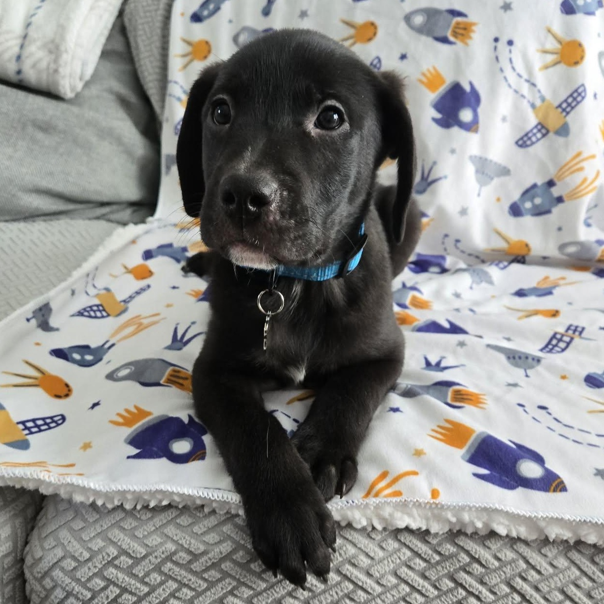 Enlarge Yuki *Beagle/Black Lab Puppy*, a Adoptable mixed breed in Riverview, FL image 6/6