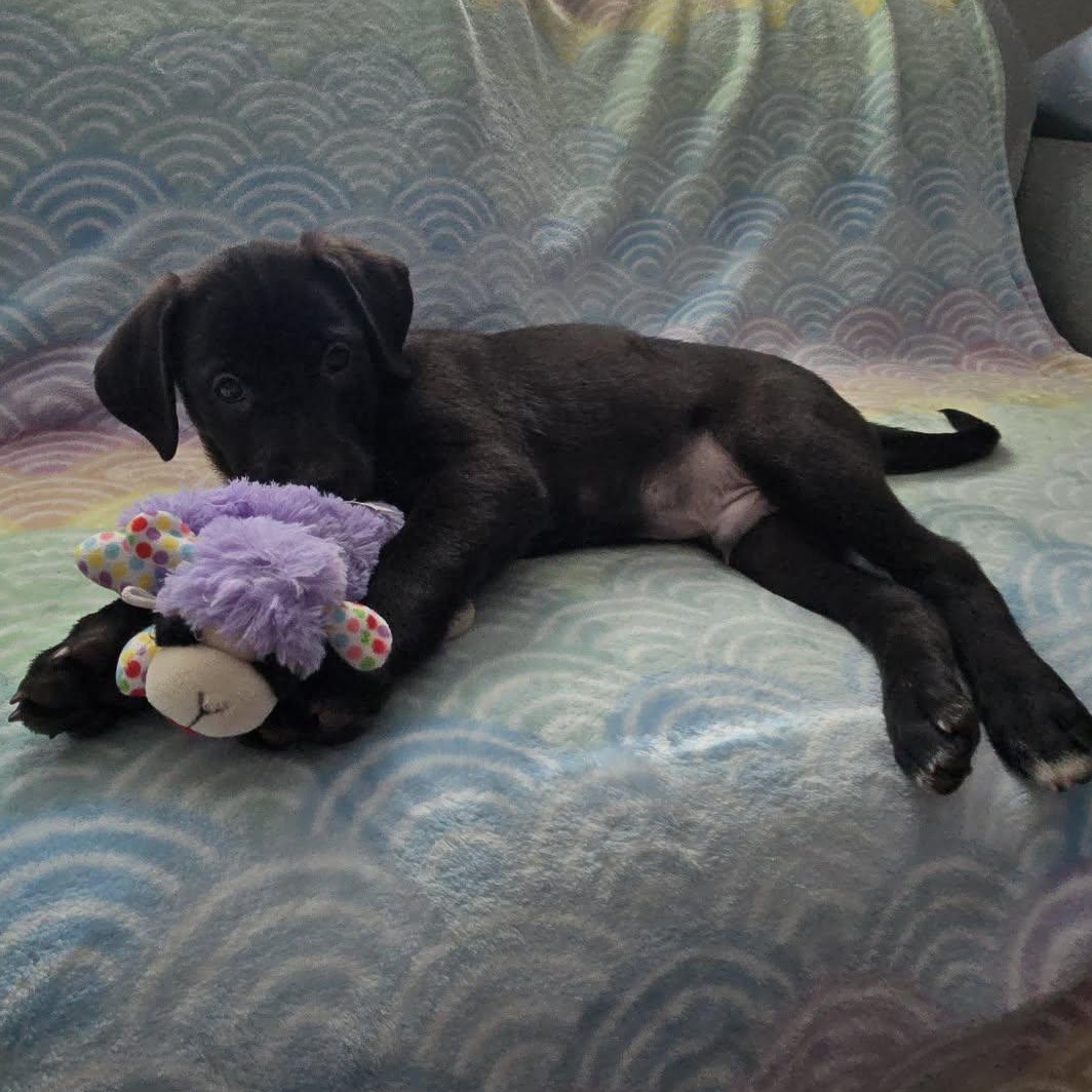Enlarge Yuki *Beagle/Black Lab Puppy*, a Adoptable mixed breed in Riverview, FL image 5/6