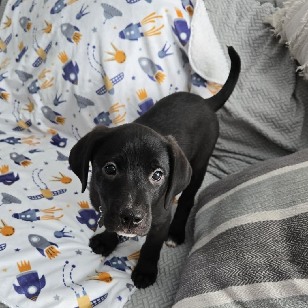 Enlarge Yuki *Beagle/Black Lab Puppy*, a Adoptable mixed breed in Riverview, FL image 2/6