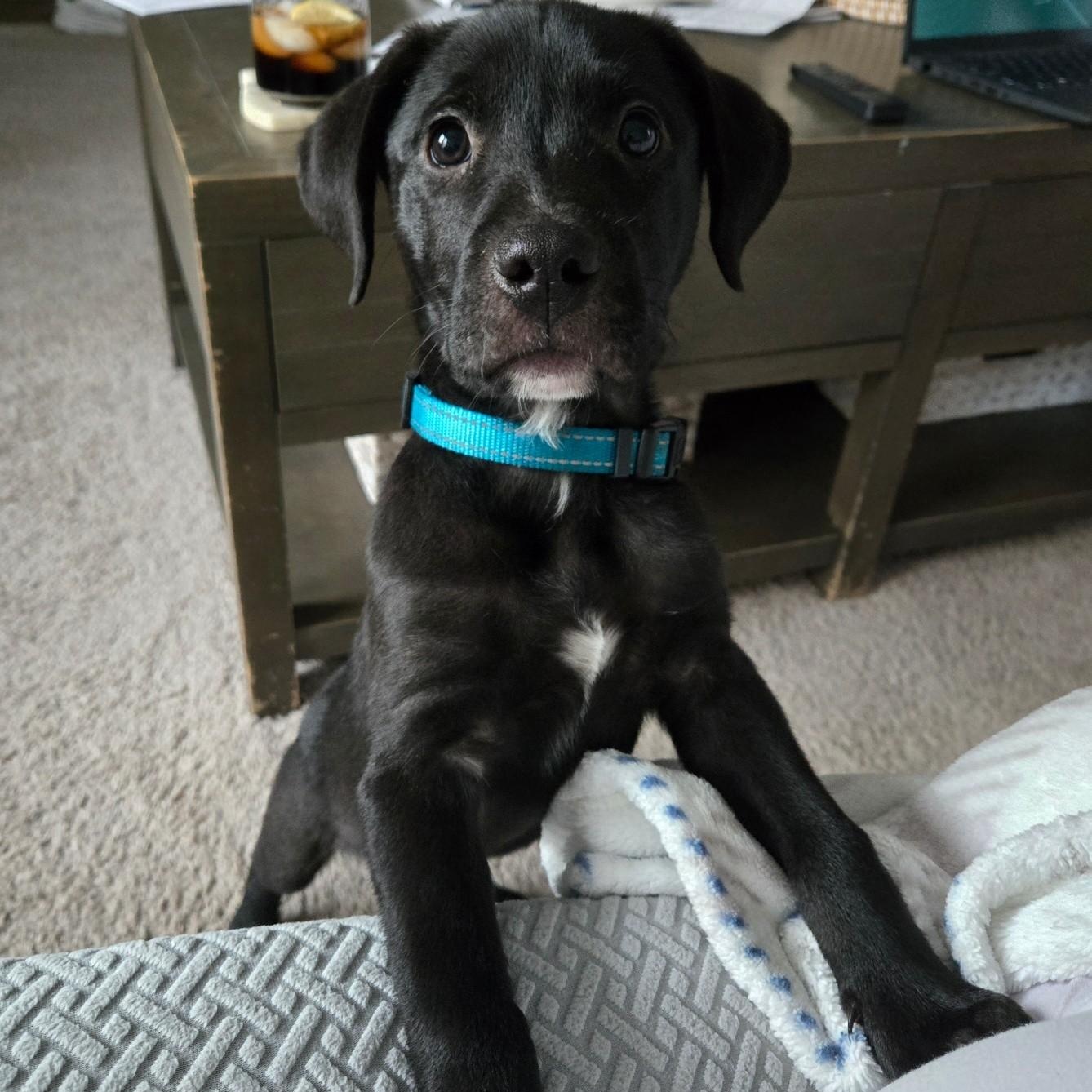 Enlarge Yuki *Beagle/Black Lab Puppy*, a Adoptable mixed breed in Riverview, FL image 2/6