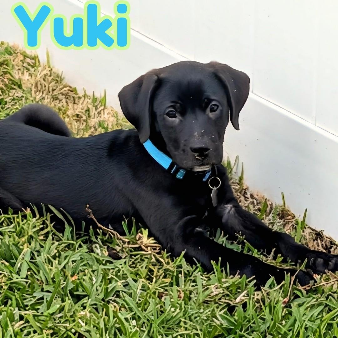 Enlarge Yuki *Beagle/Black Lab Puppy*, a Adoptable mixed breed in Riverview, FL image 3/6