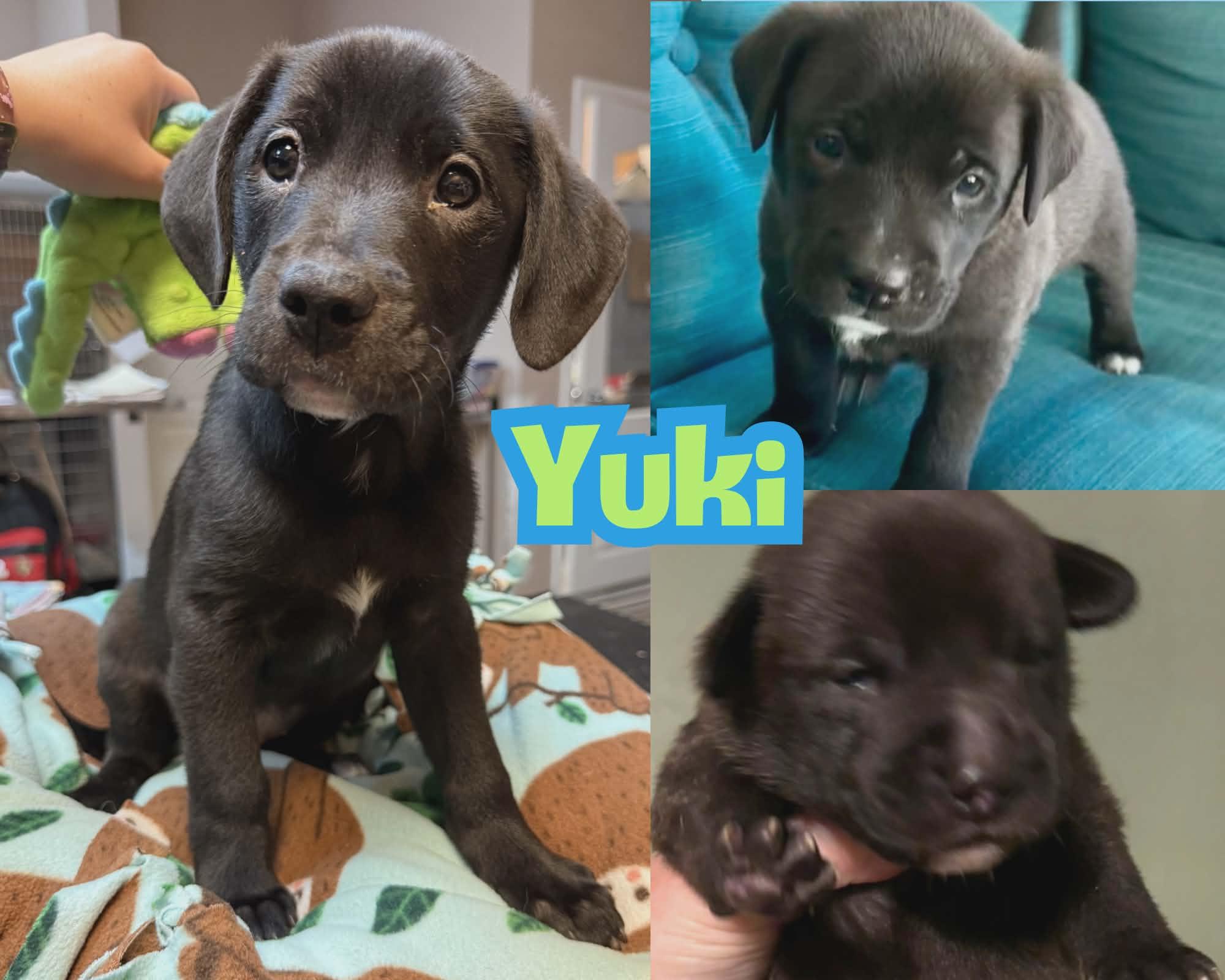 Enlarge Yuki *Beagle/Black Lab Puppy*, a Adoptable mixed breed in Riverview, FL image 3/6