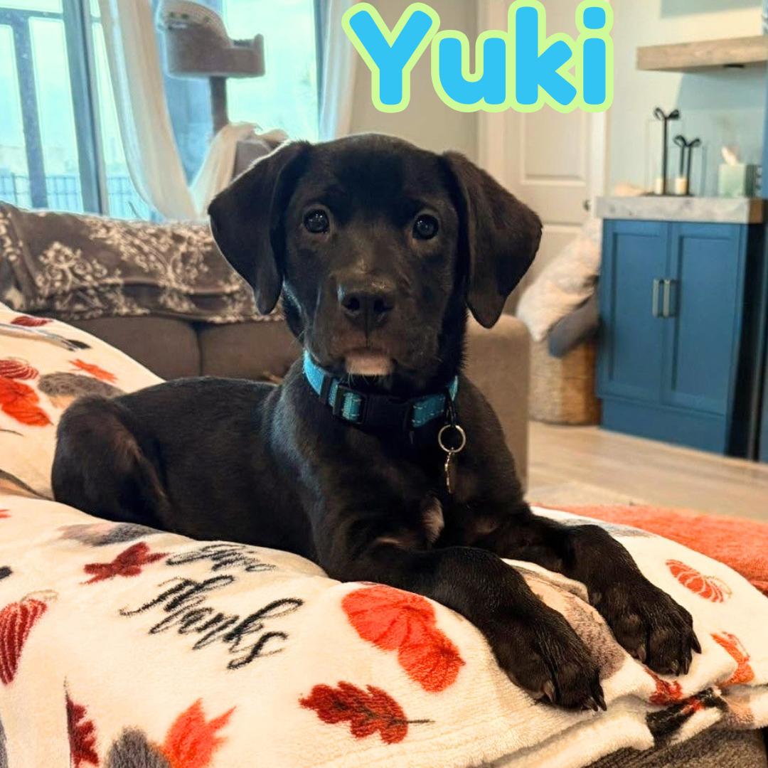 Yuki *Beagle/Black Lab Puppy*, Adoptable, Puppy Male Beagle & Labrador Retriever.