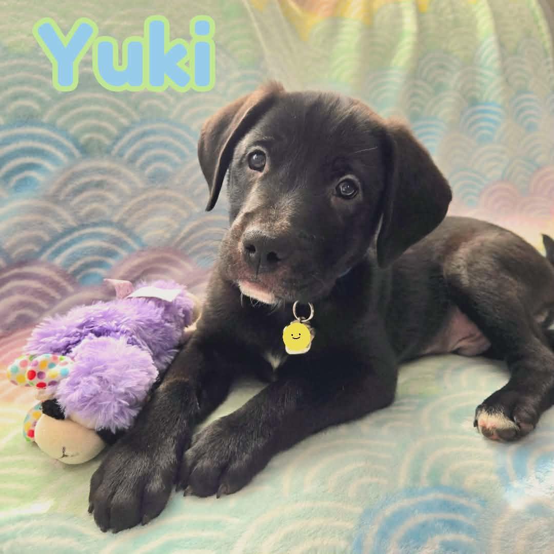 Enlarge Yuki *Beagle/Black Lab Puppy*, a Adoptable mixed breed in Riverview, FL image 1/6