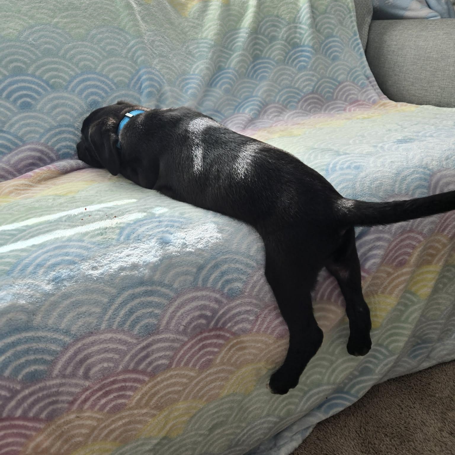 Enlarge Yuki *Beagle/Black Lab Puppy*, a Adoptable mixed breed in Riverview, FL image 4/6