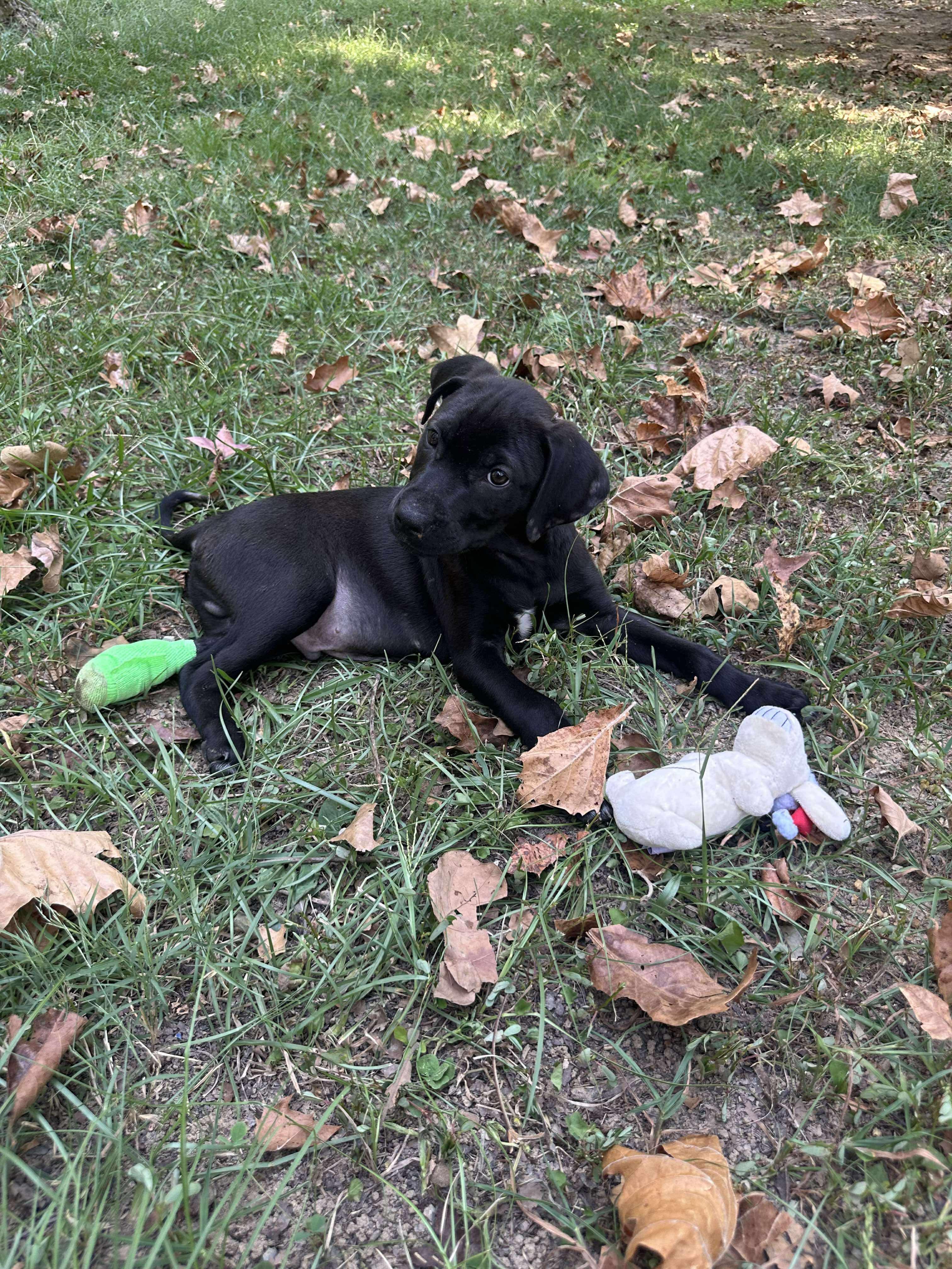 Enlarge Hopper - TRIPOD (Winataska Litter), an adopted mixed breed in Chelsea, AL image 1/4