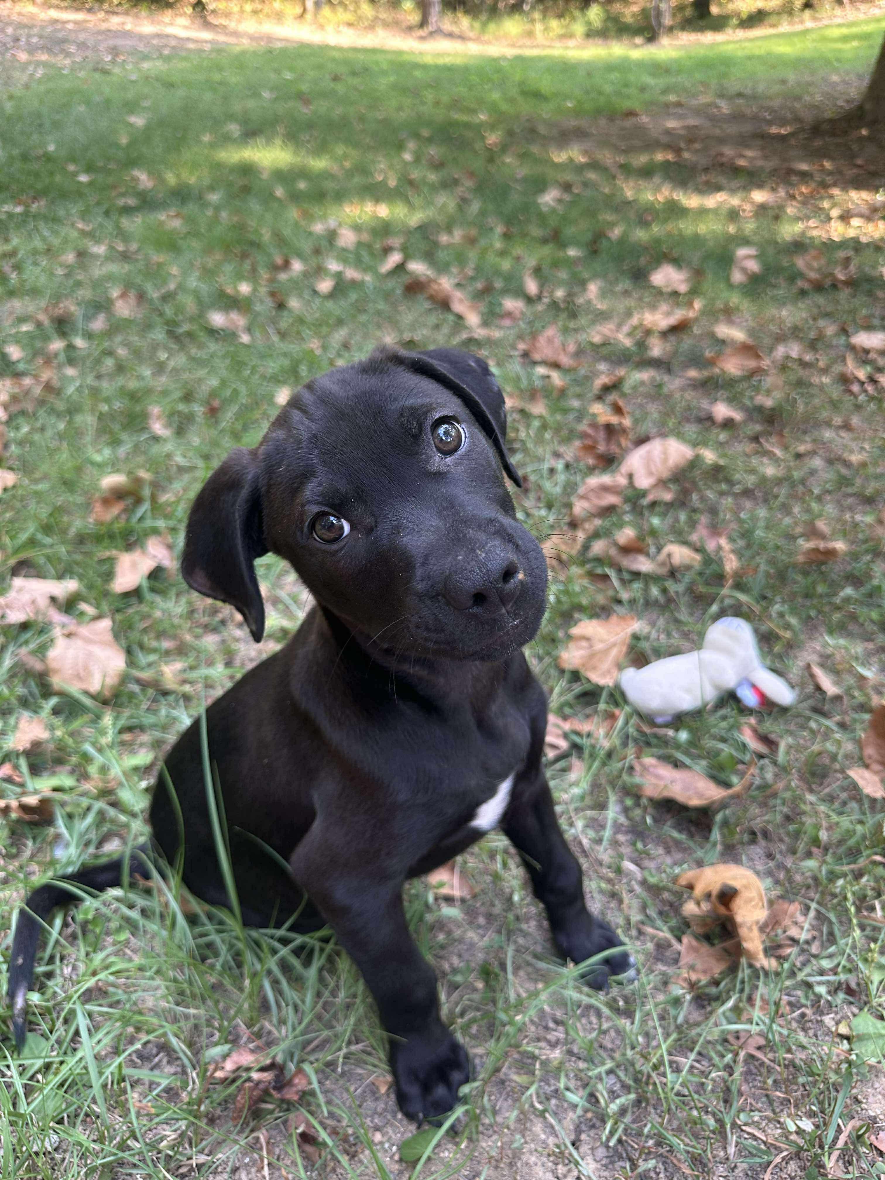 Enlarge Hopper - TRIPOD (Winataska Litter), an adopted mixed breed in Chelsea, AL image 2/4