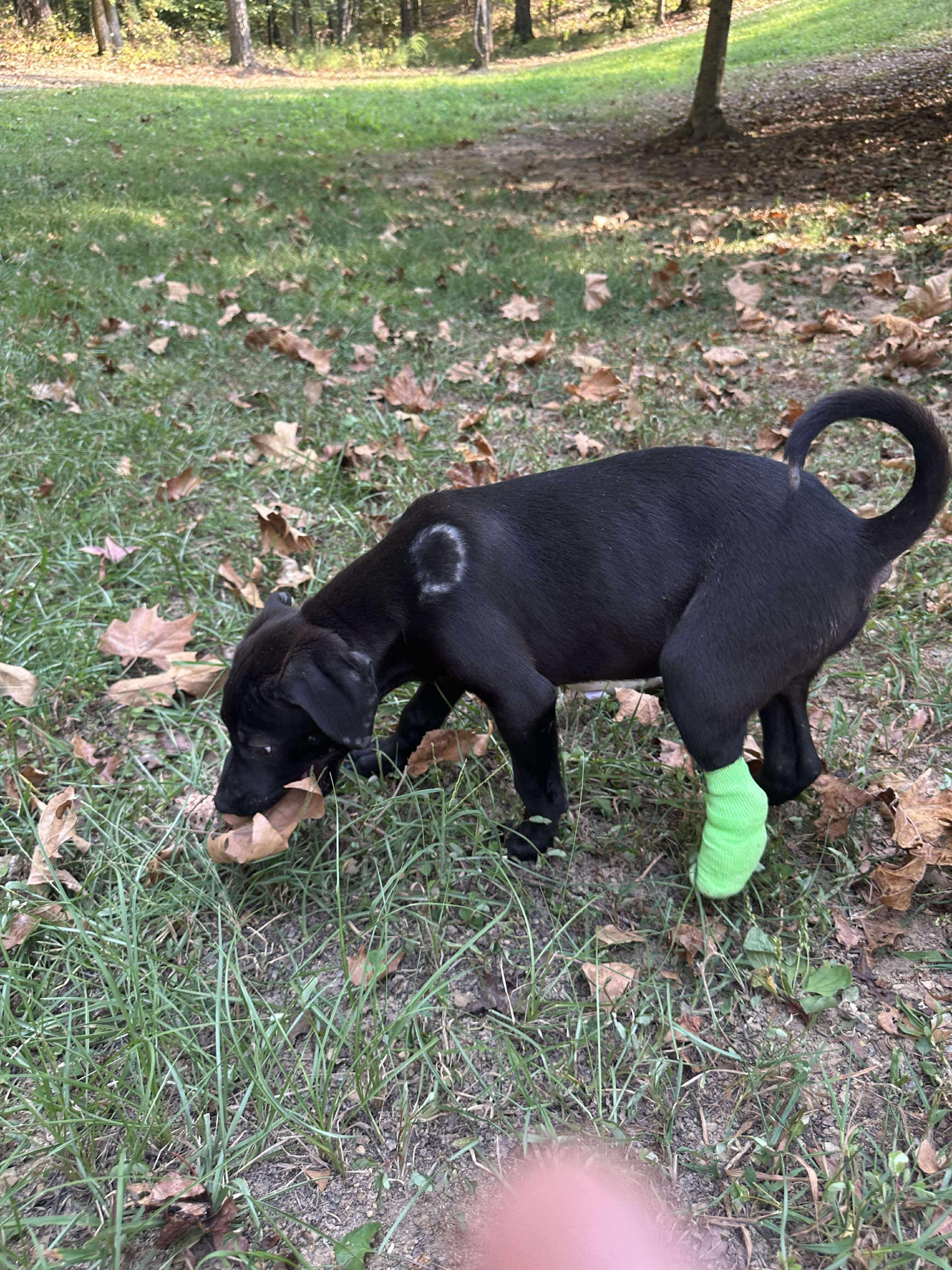 Enlarge Hopper - TRIPOD (Winataska Litter), an adopted mixed breed in Chelsea, AL image 3/4