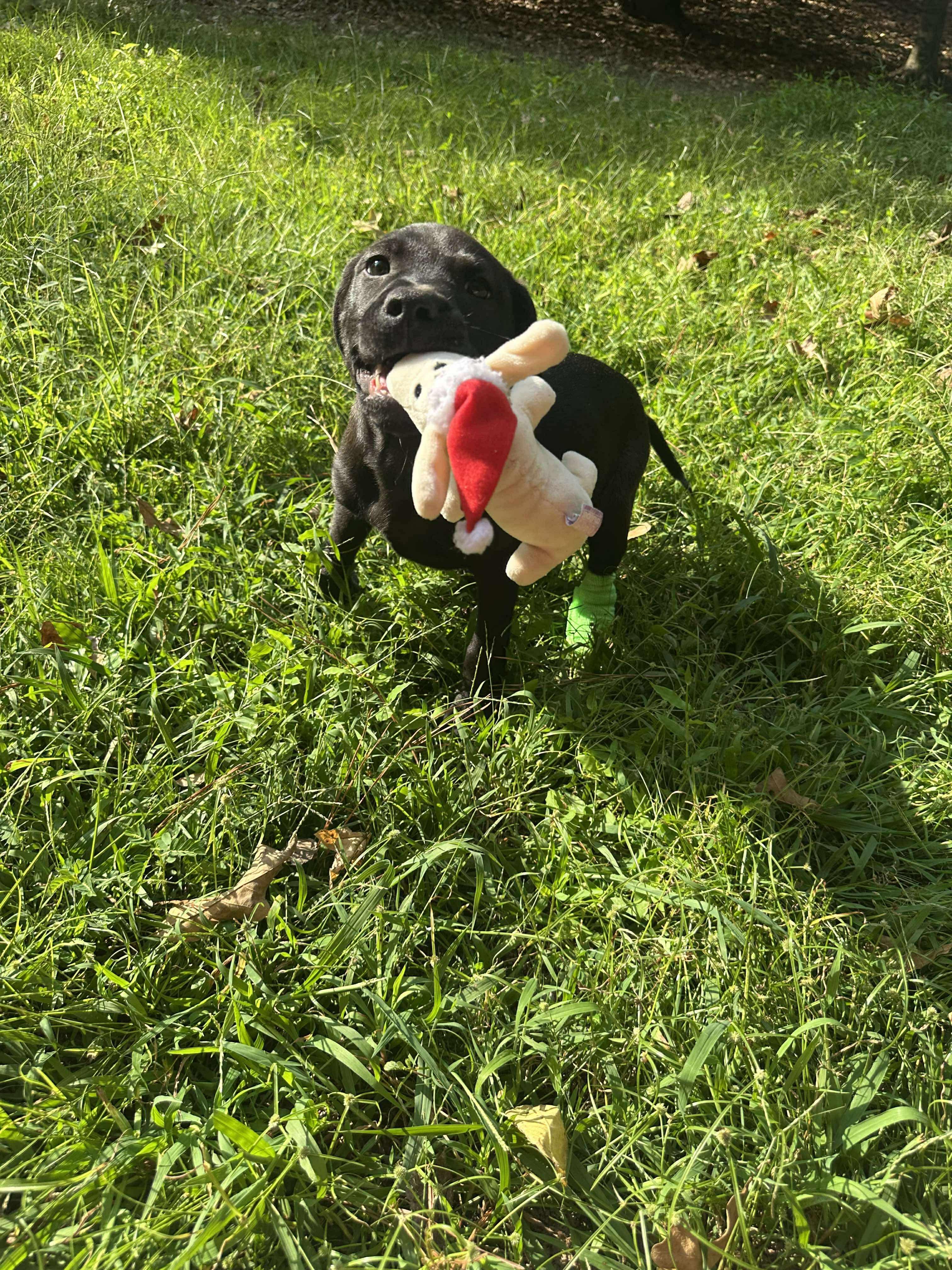 Hopper - TRIPOD (Winataska Litter)