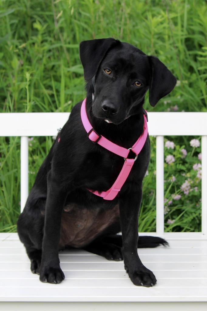 Darby - I'll Be Home for Christmas Promo, Adoptable, Young Female Labrador Retriever & Mixed Breed.