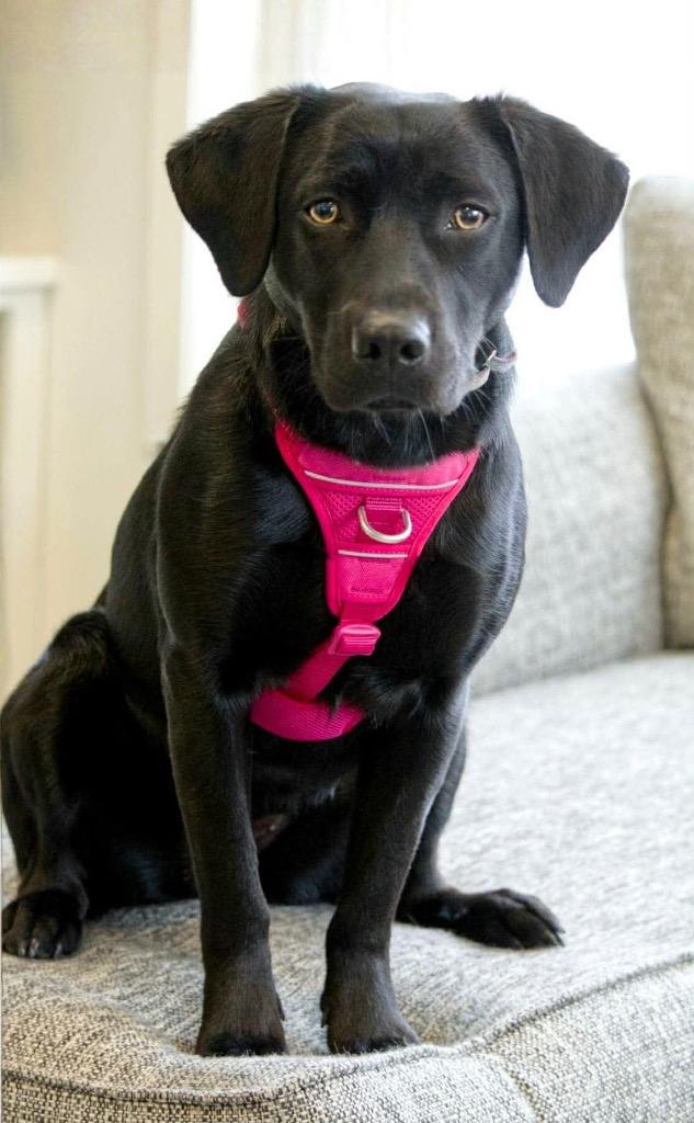 Darby, Adoptable, Young Female Labrador Retriever & Mixed Breed.
