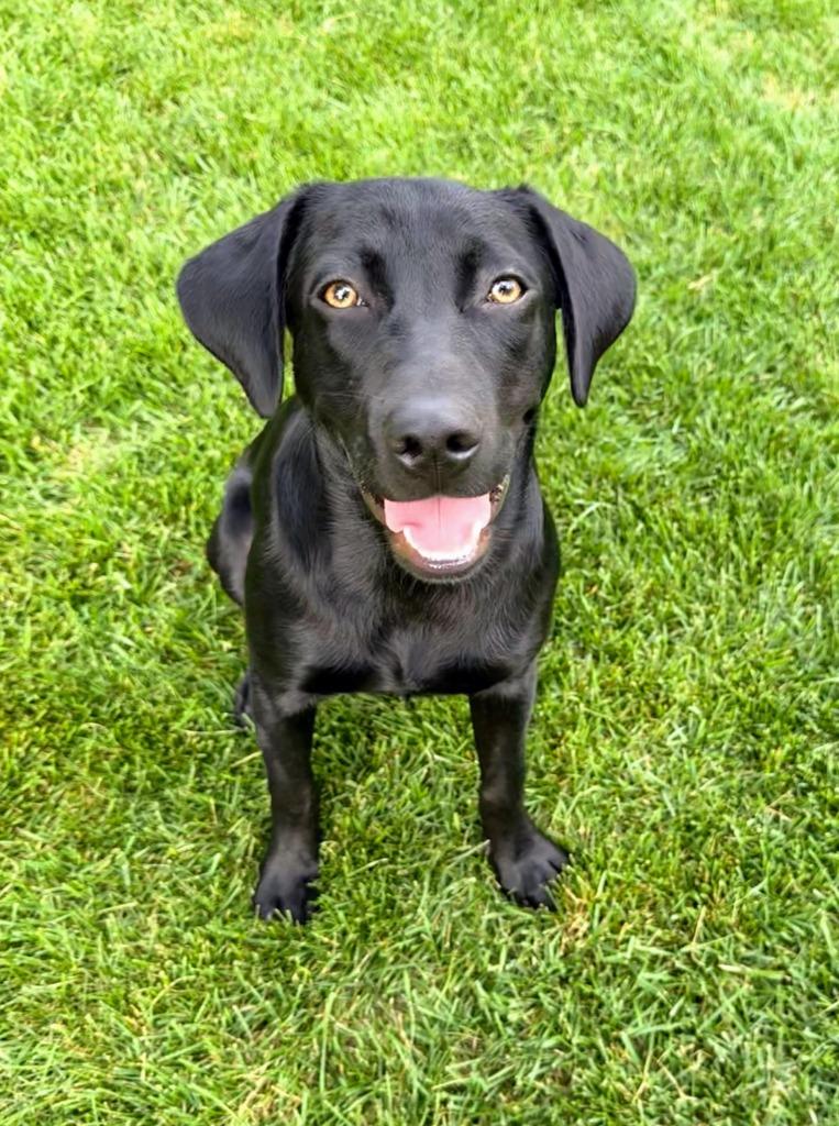 Enlarge Darby, a Adoptable mixed breed in Savage, MN image 2/6