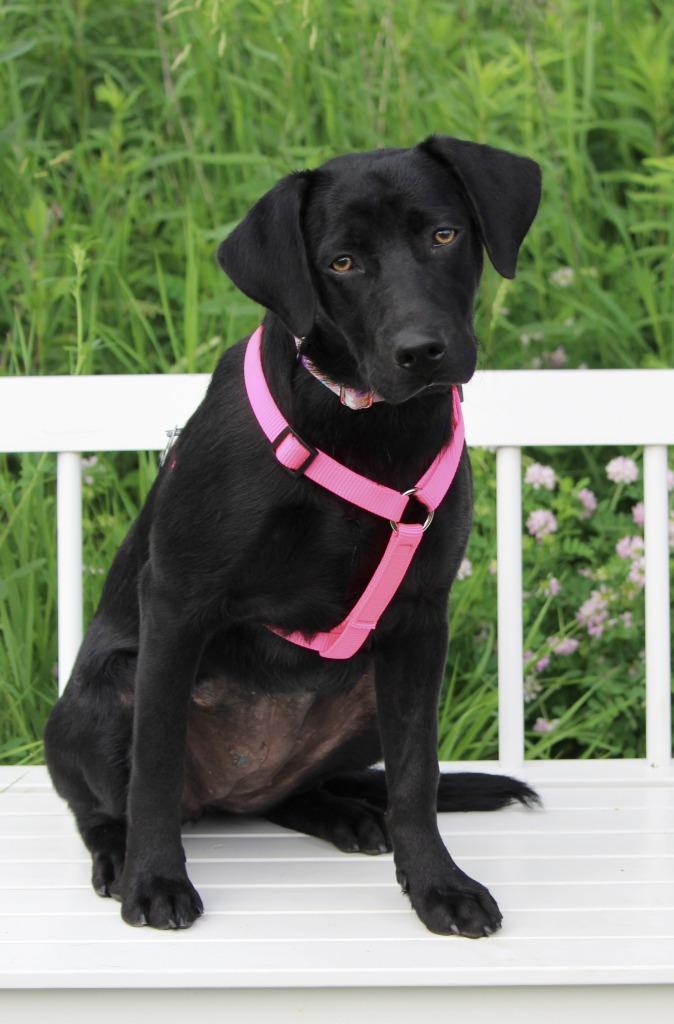 Enlarge Darby, a Adoptable mixed breed in Savage, MN image 3/6