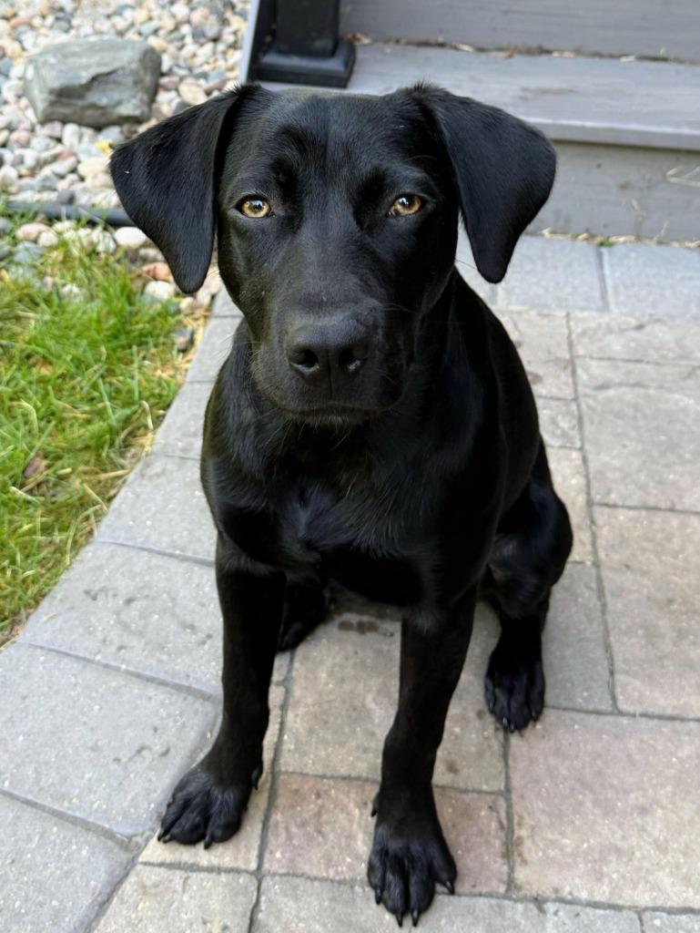 Enlarge Darby, a Adoptable mixed breed in Savage, MN image 4/6