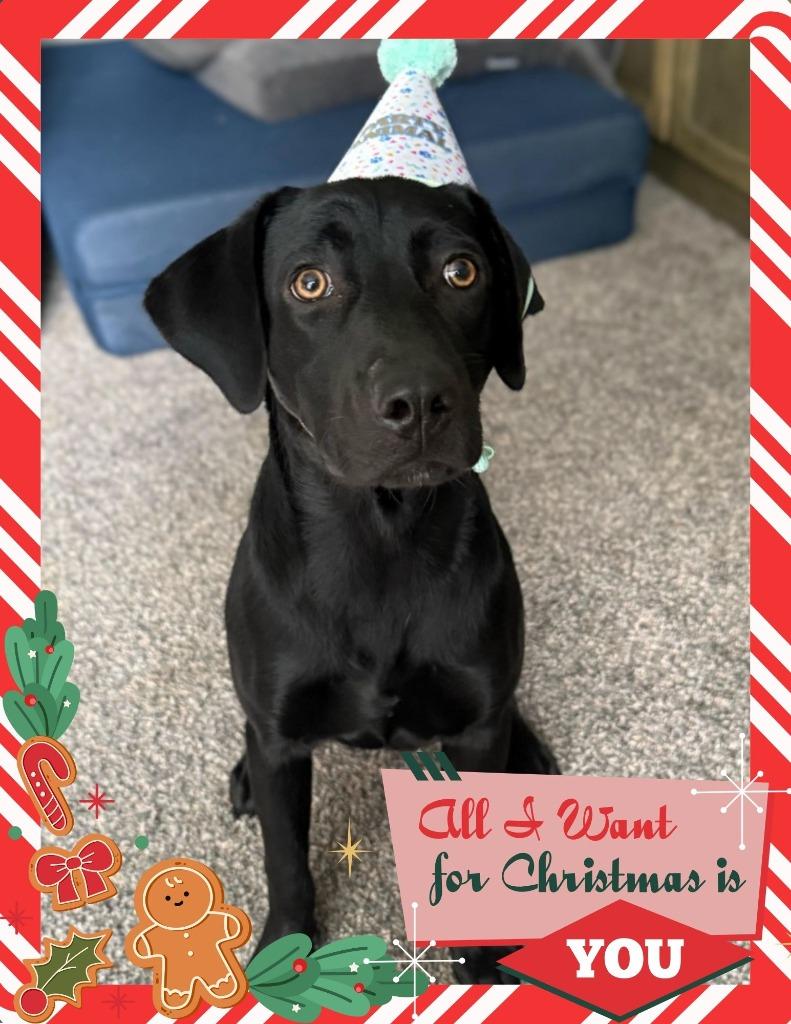 Enlarge Darby, a Adoptable mixed breed in Savage, MN image 5/6