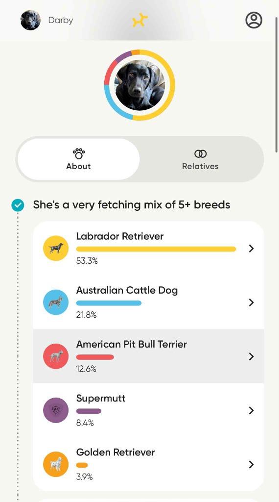 Enlarge Darby, a Adoptable mixed breed in Savage, MN image 6/6