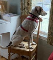 Bertha, a ADOPTABLE Hound in Lexington, MA image 2/6