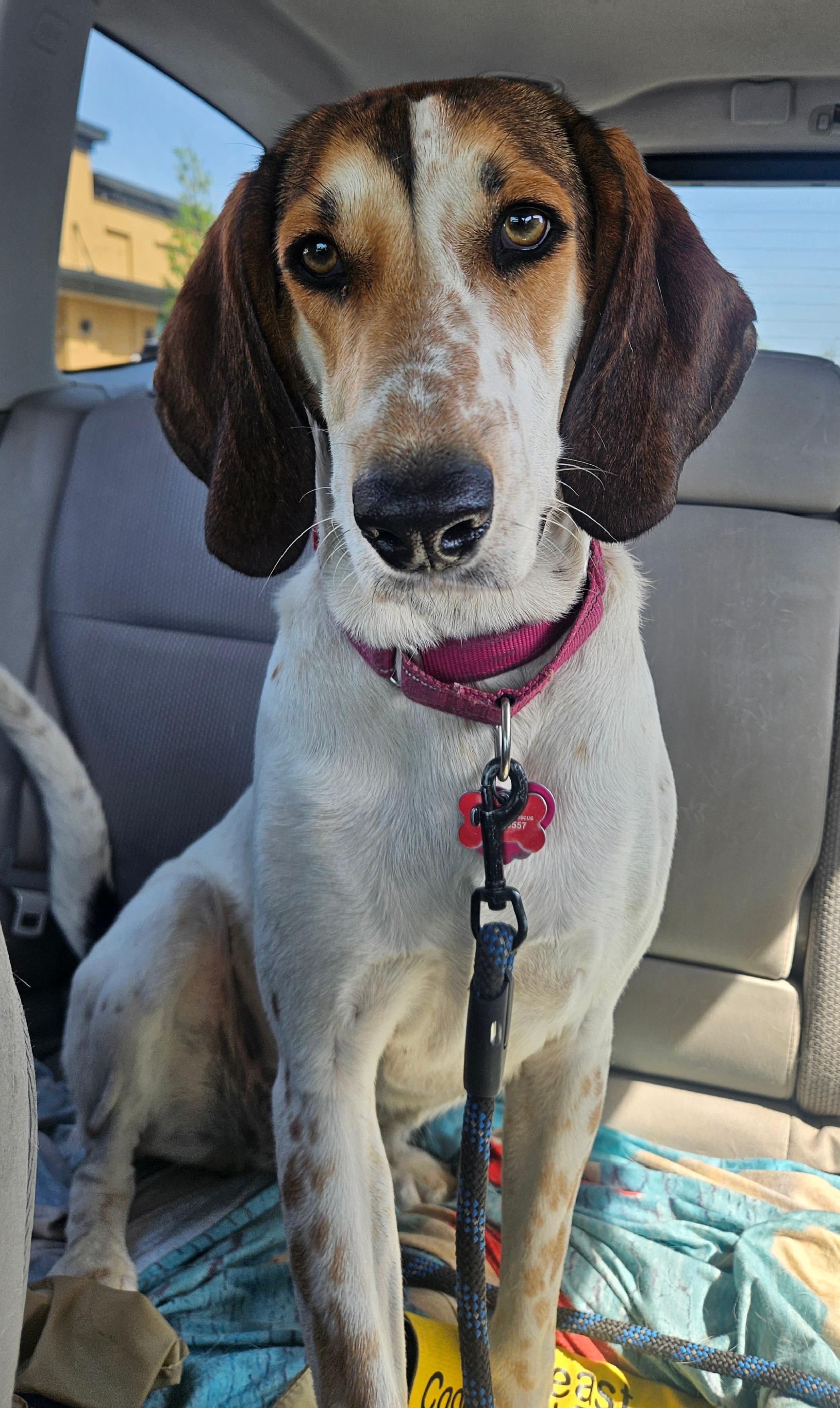 Bertha, ADOPTABLE, Adult Female Hound.