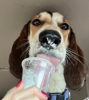 Bertha, a ADOPTABLE Hound in Lexington, MA image 1/6