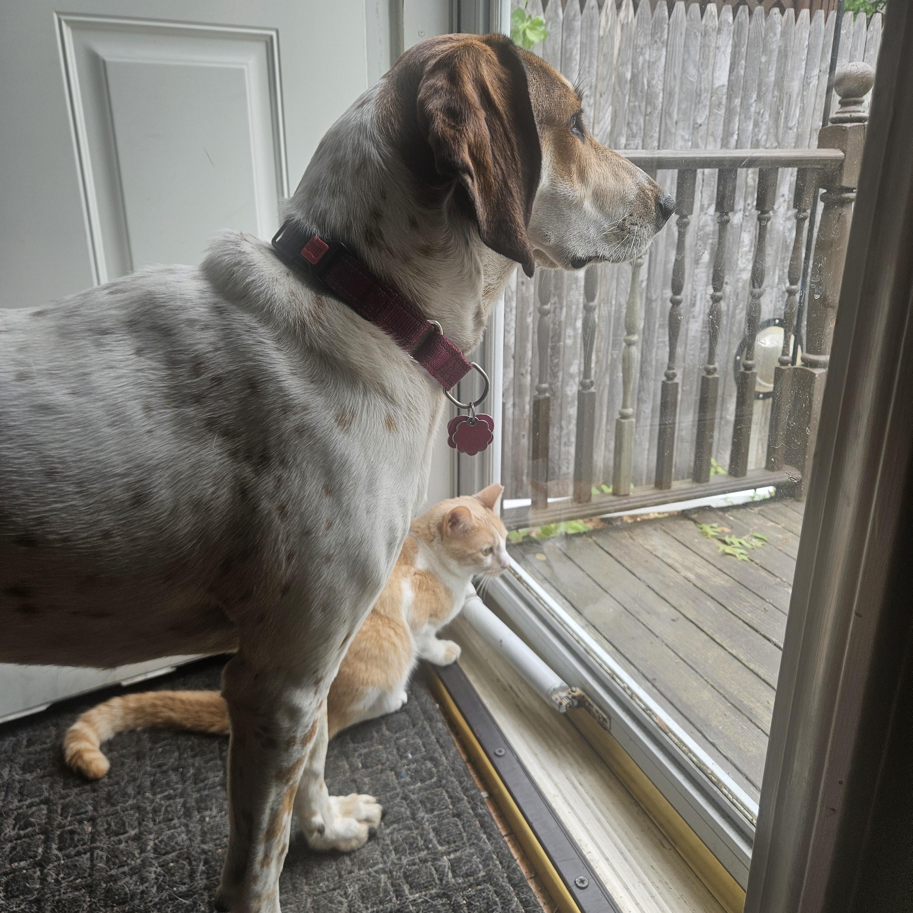 Bertha, a ADOPTABLE Hound in Lexington, MA image 6/6