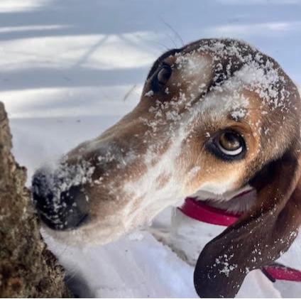 Bertha, a ADOPTABLE Hound in Lexington, MA image 5/6