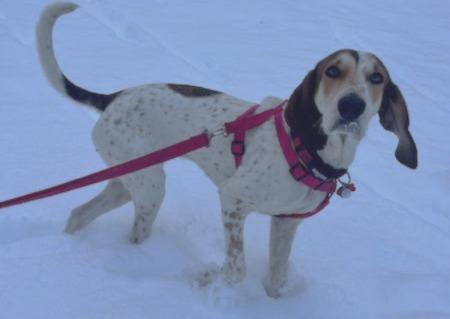 Bertha, a ADOPTABLE Hound in Lexington, MA image 4/6